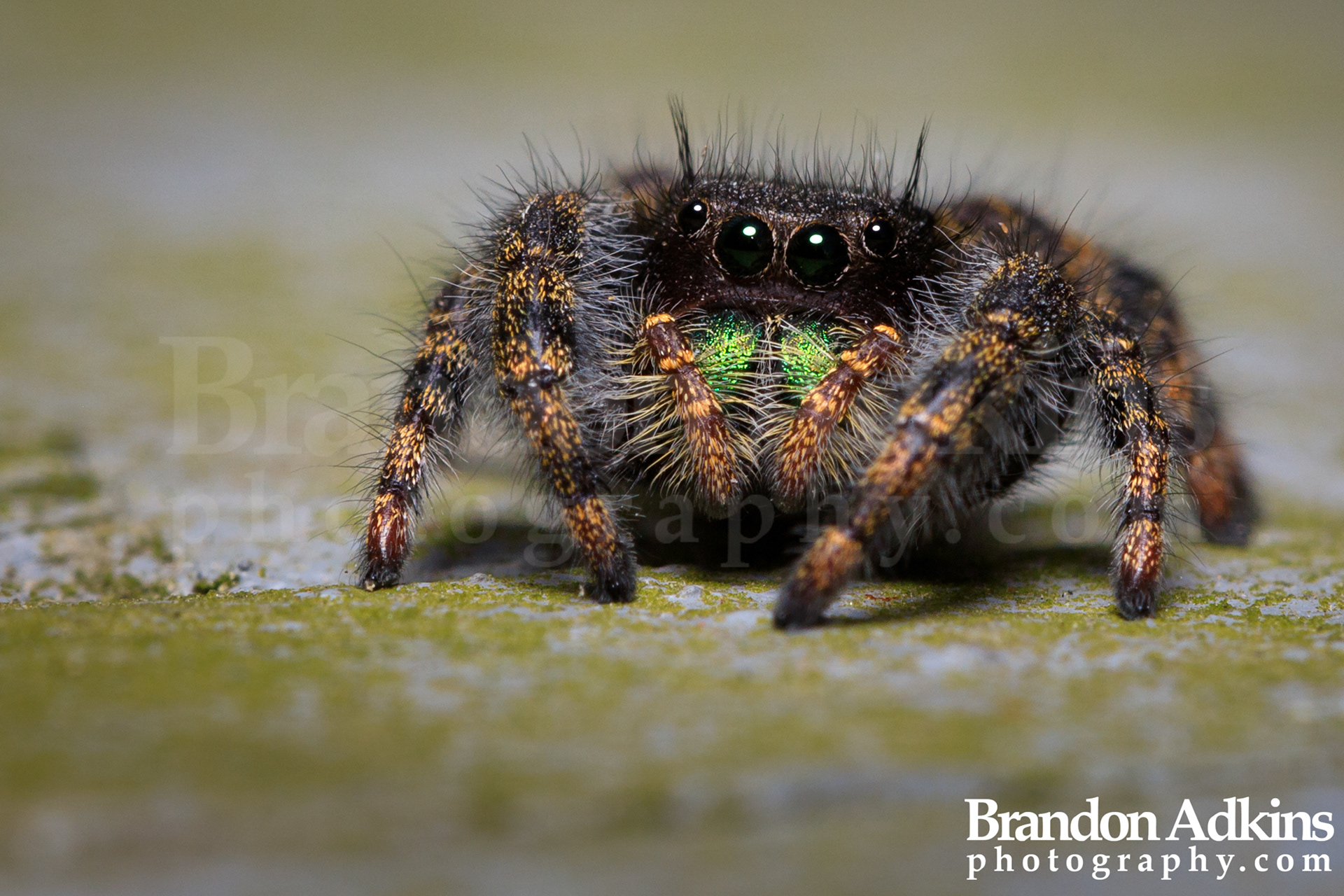 Fine art macro photograph of adult jumping spider with green fangs