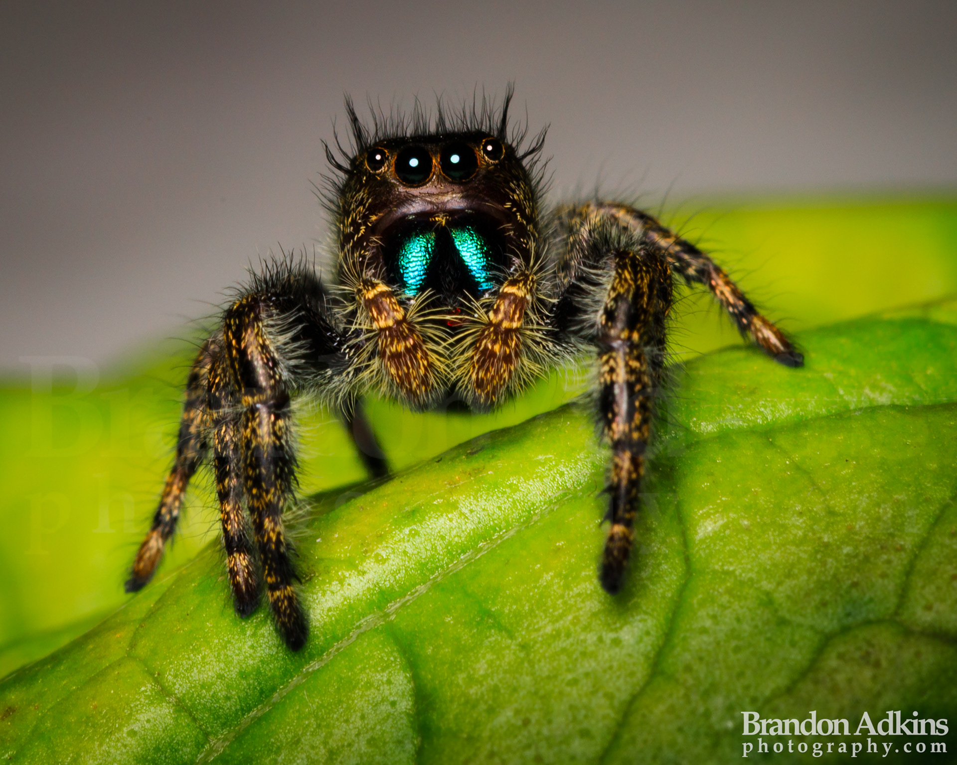 Fine art macro photograph of jumping spider with long eyebrow hairs and blue fangs on green leaf