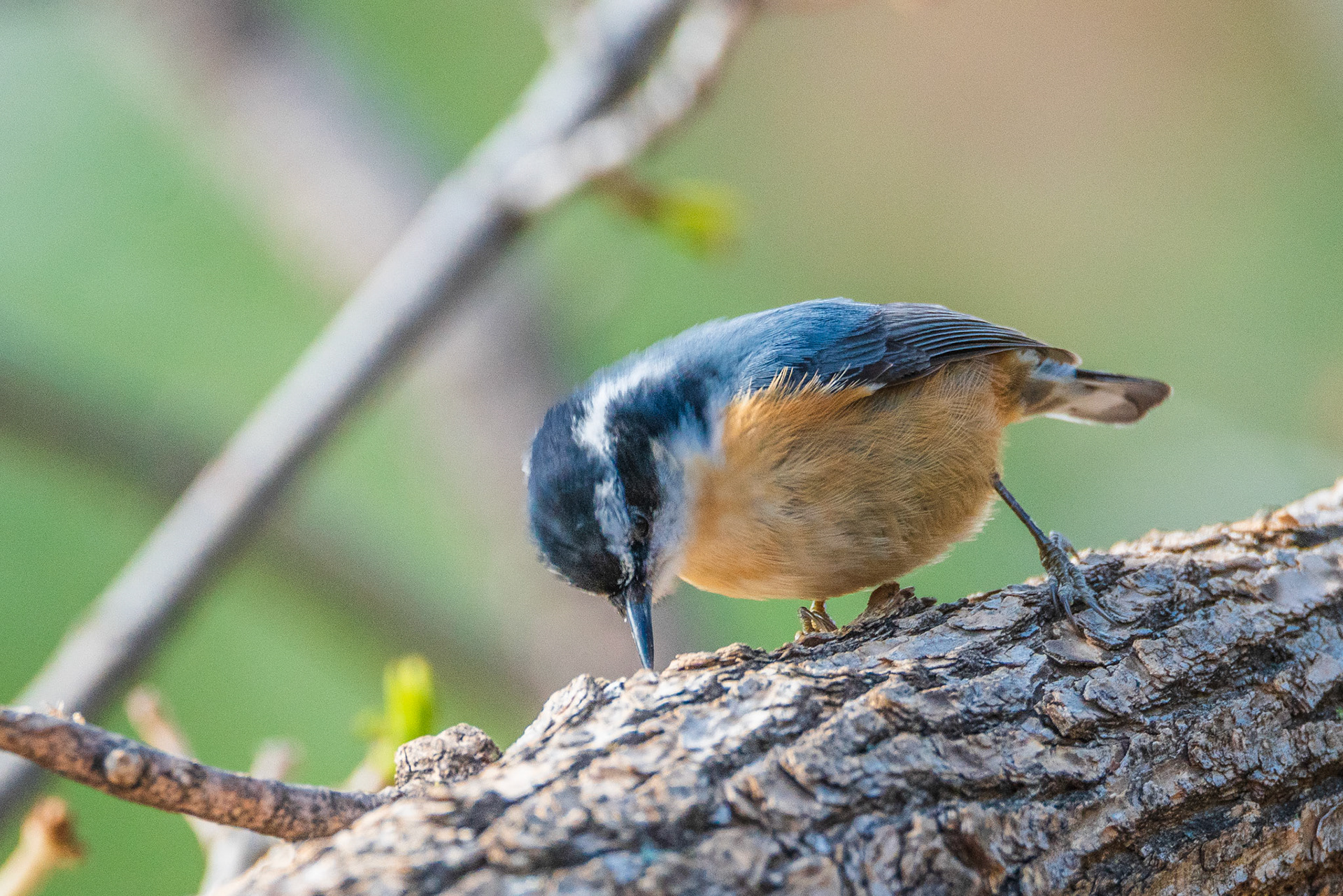 Red-breasted nuthatch