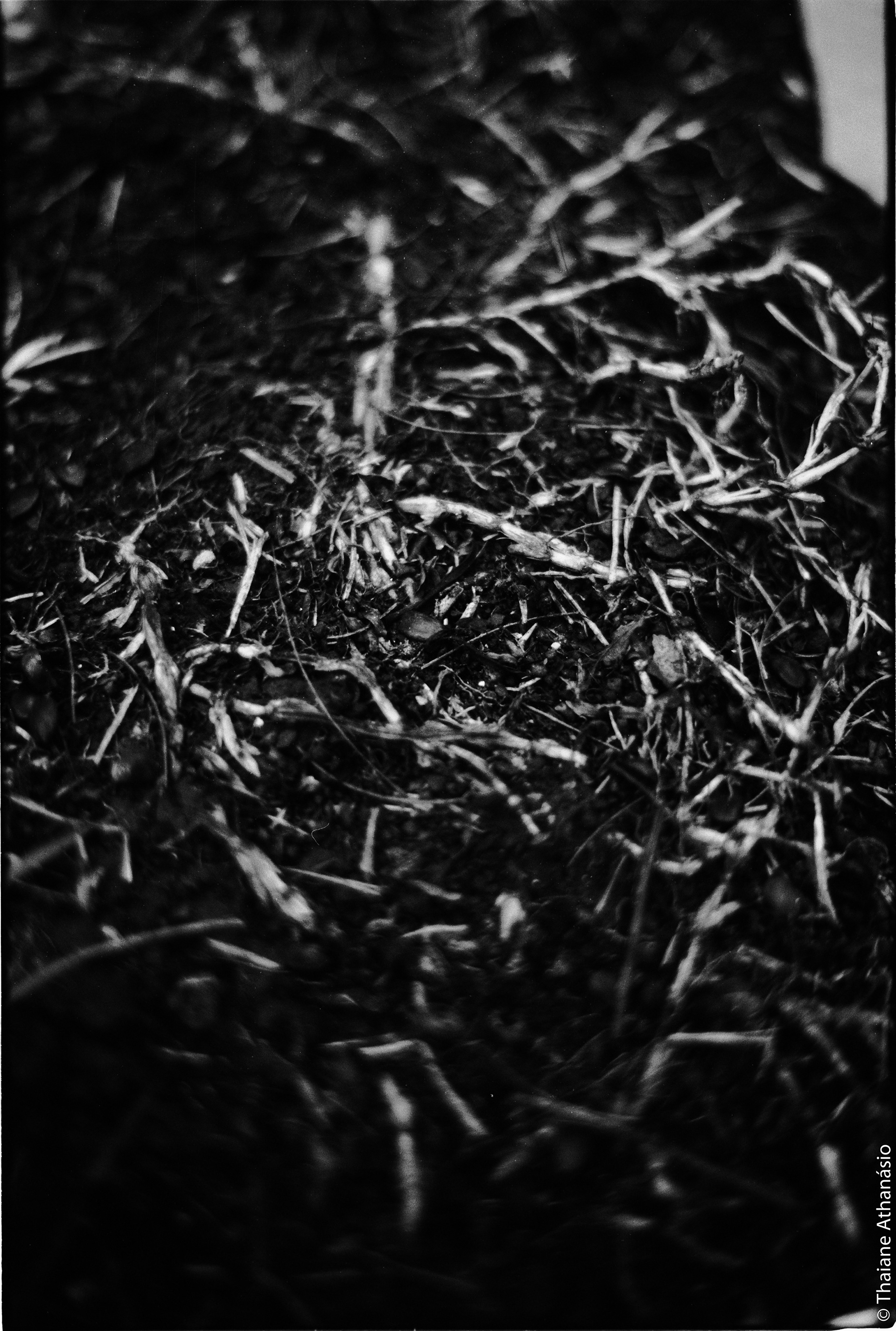Filme: Agfa Cinerex 50