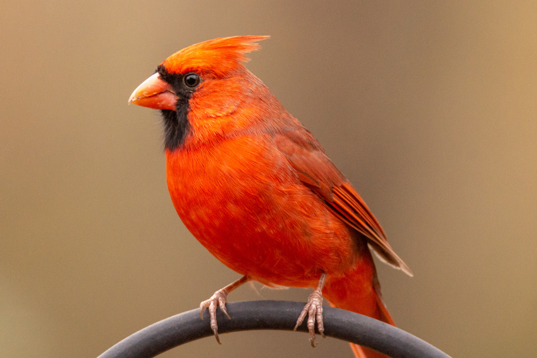 Bright red Northern Cardinal with a Blue Jay on the background Stock Photo  by ©okiepony 5540517