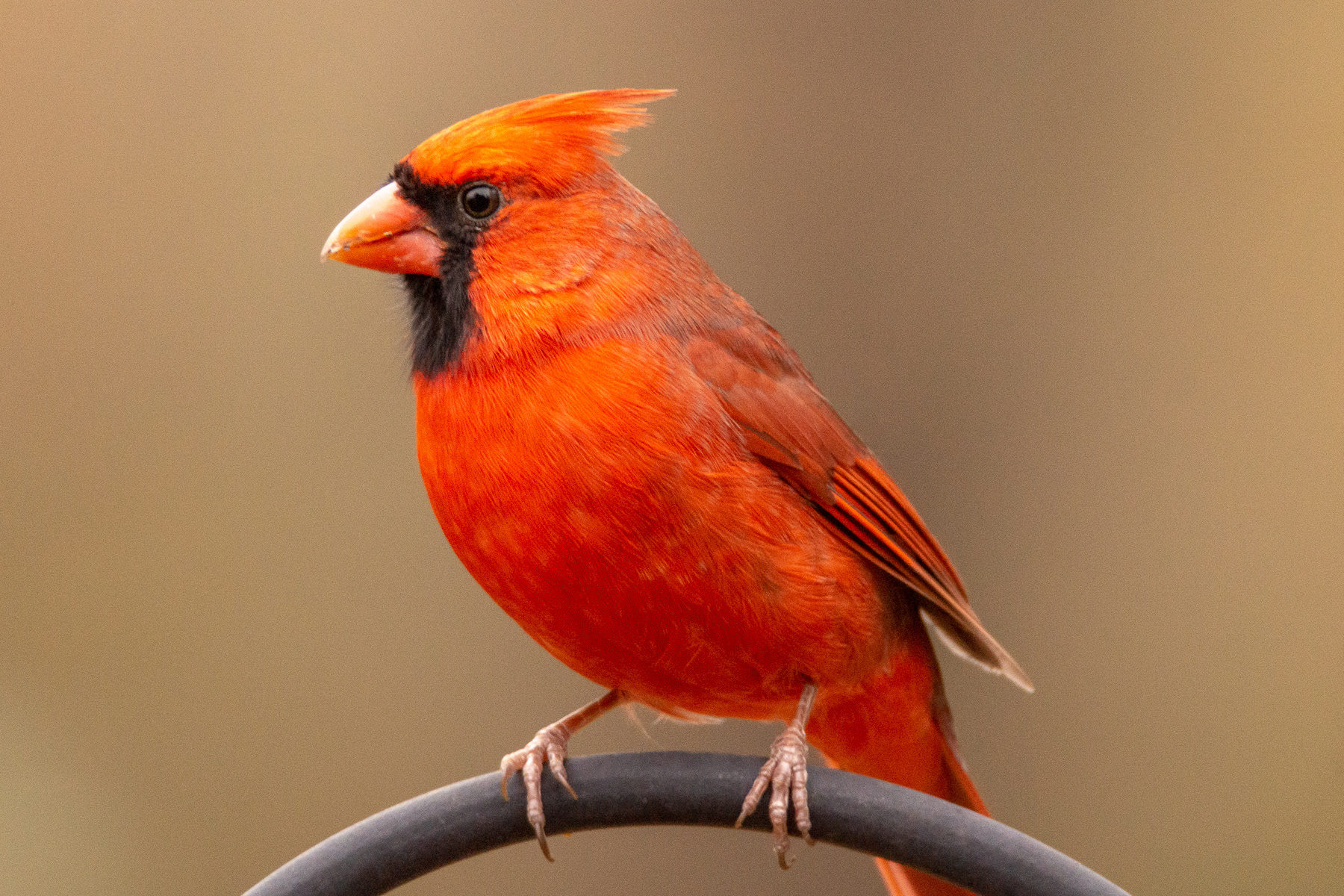 cardinal red blue jay