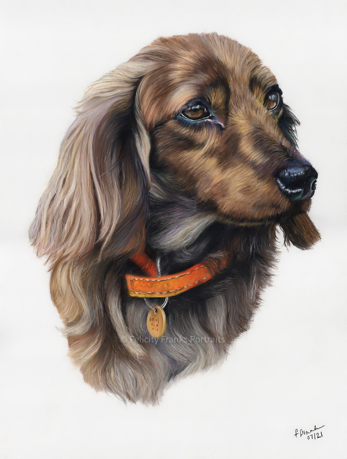Long Haired Miniature Dachshund - 30 x 40cm Portrait in Pastels