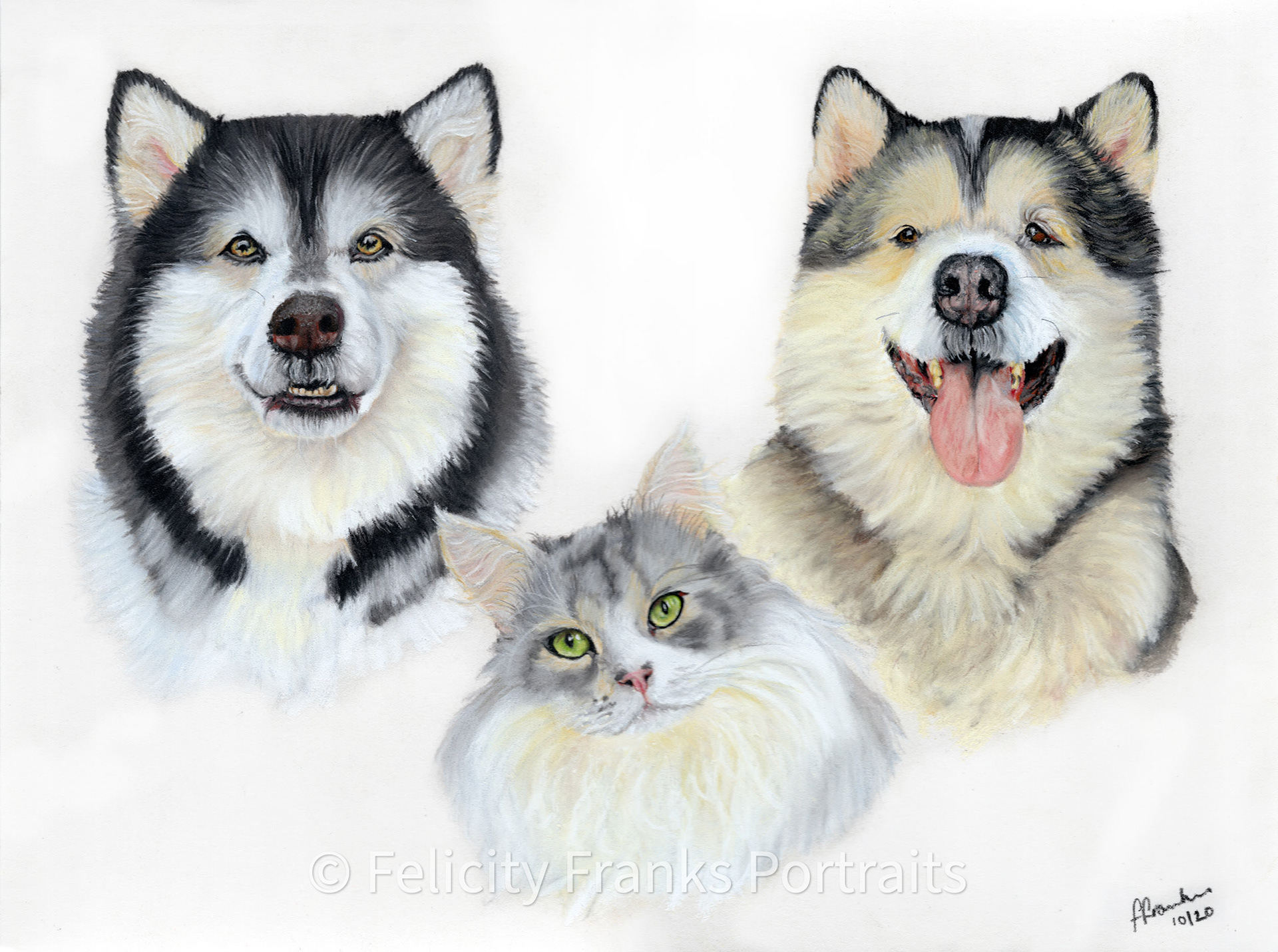Niko, Milo and Phil - Alaskan Malamutes and Mainecoon Cross - 40 x 30cm Portraits in Pastels