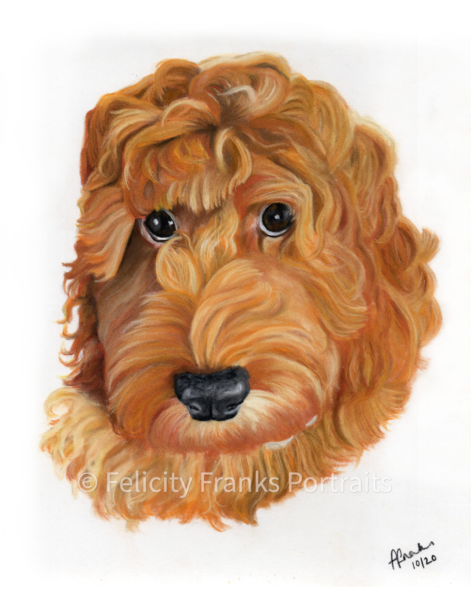 Jarvis - Cockapoo - 24 x 30cm Portrait in Pastels