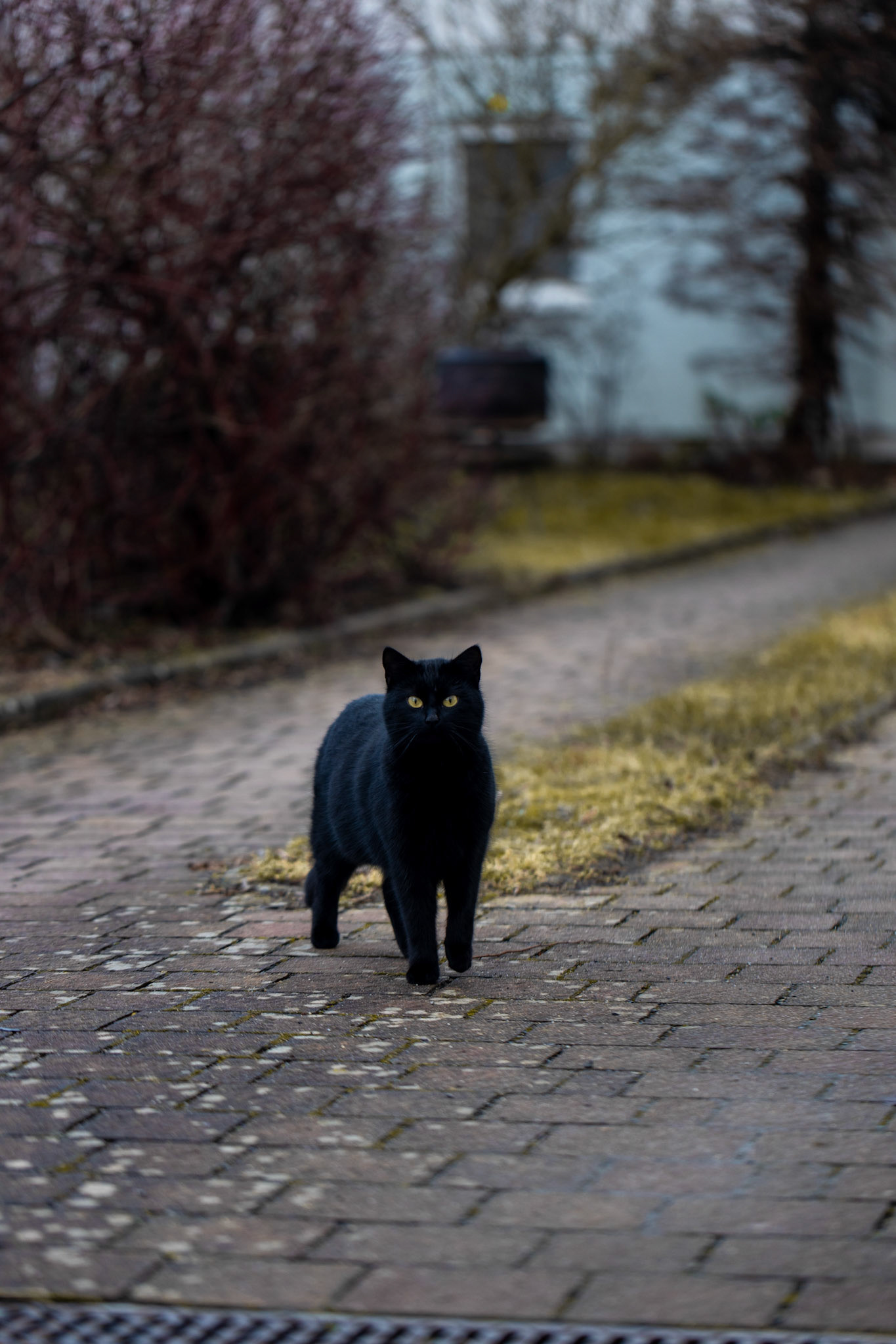 Black Cat