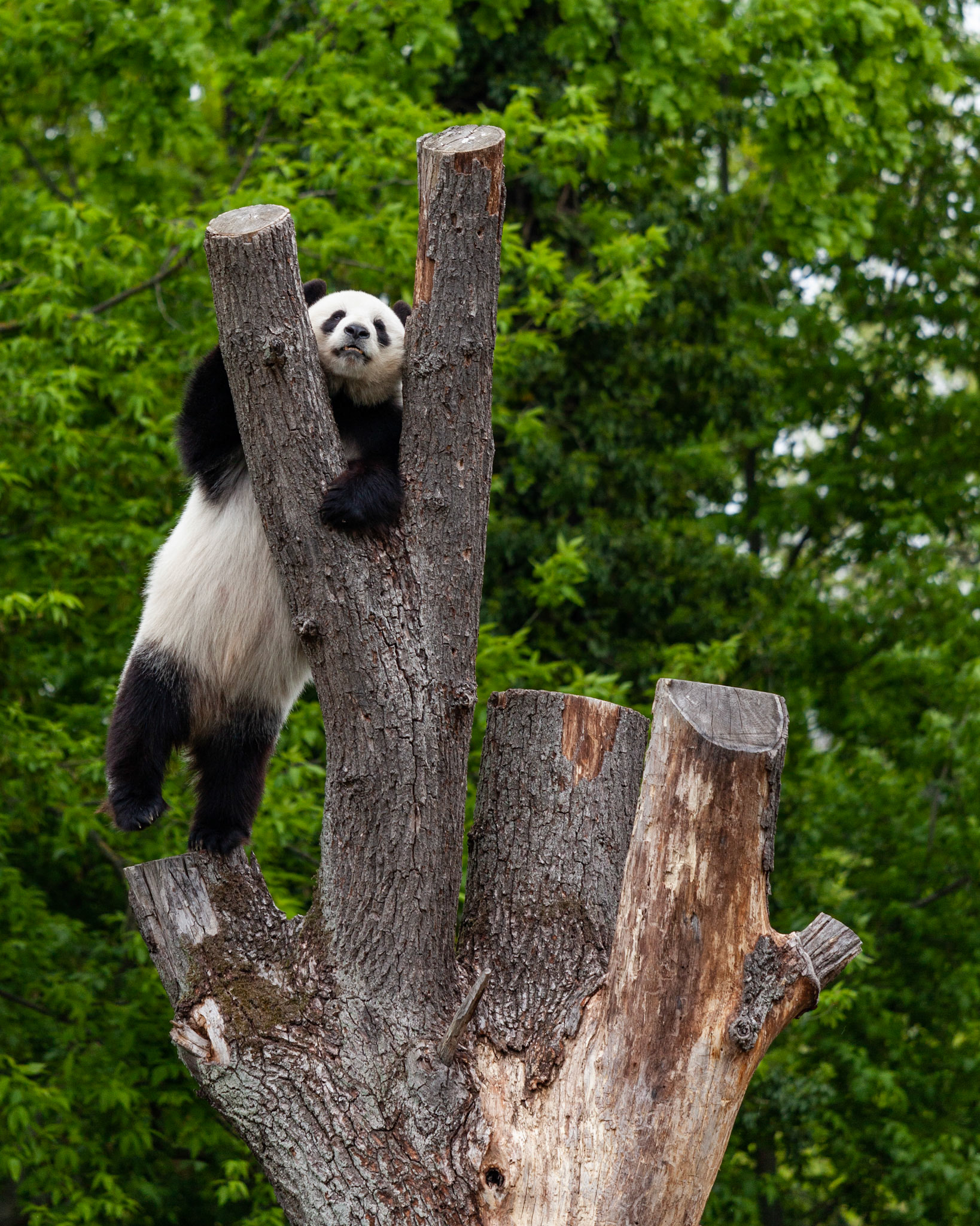 Zoo Berlin
