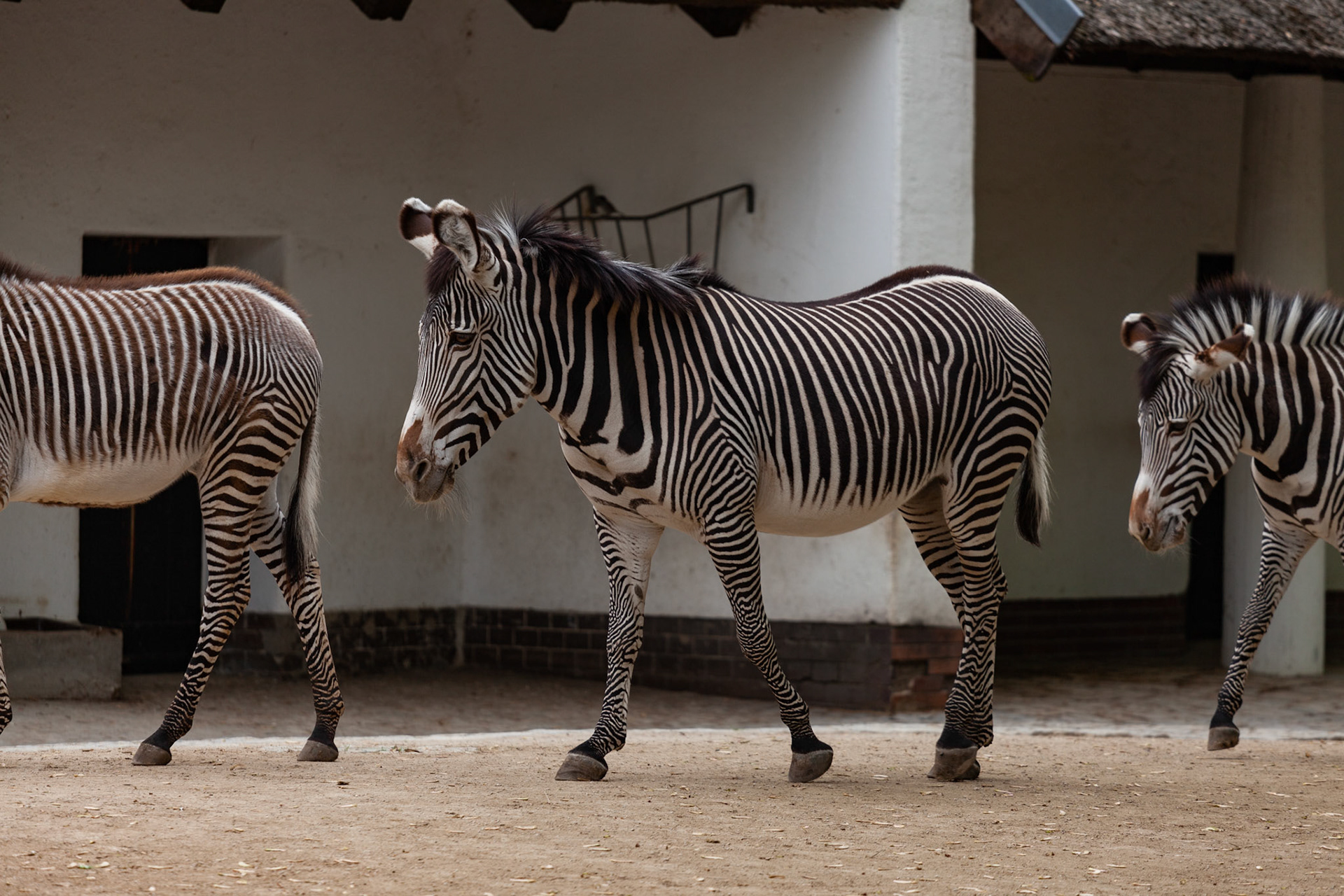 Zoo Berlin