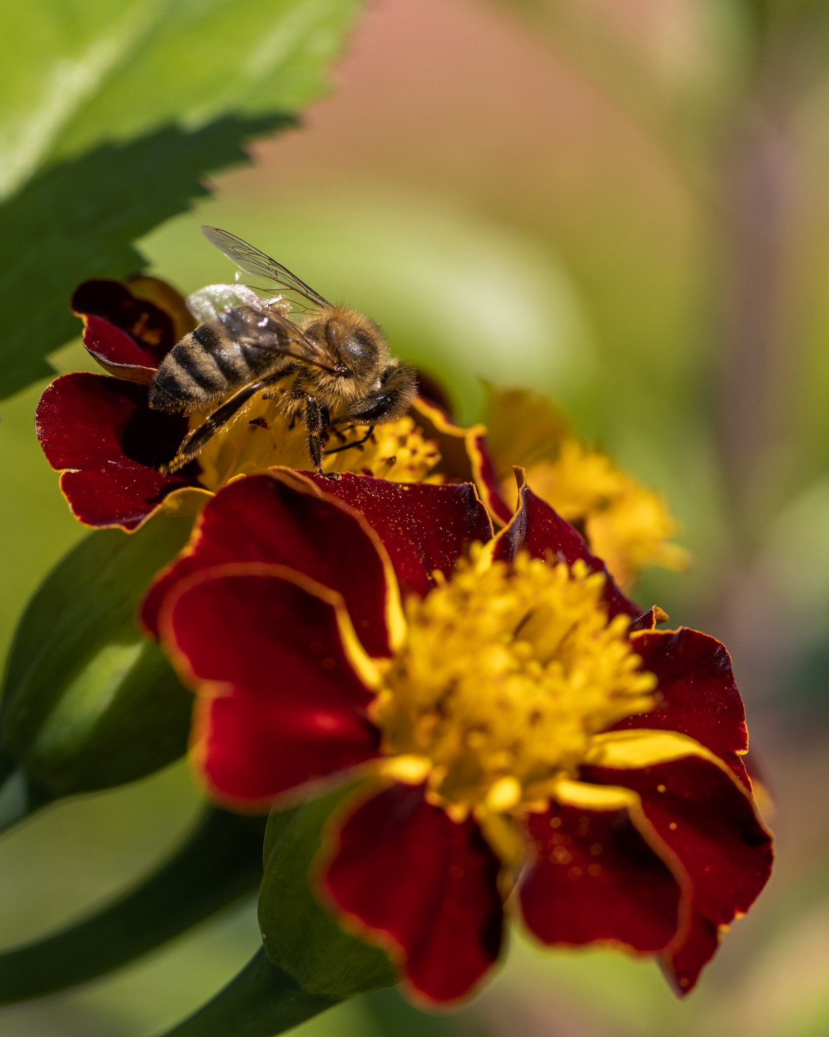 Bee