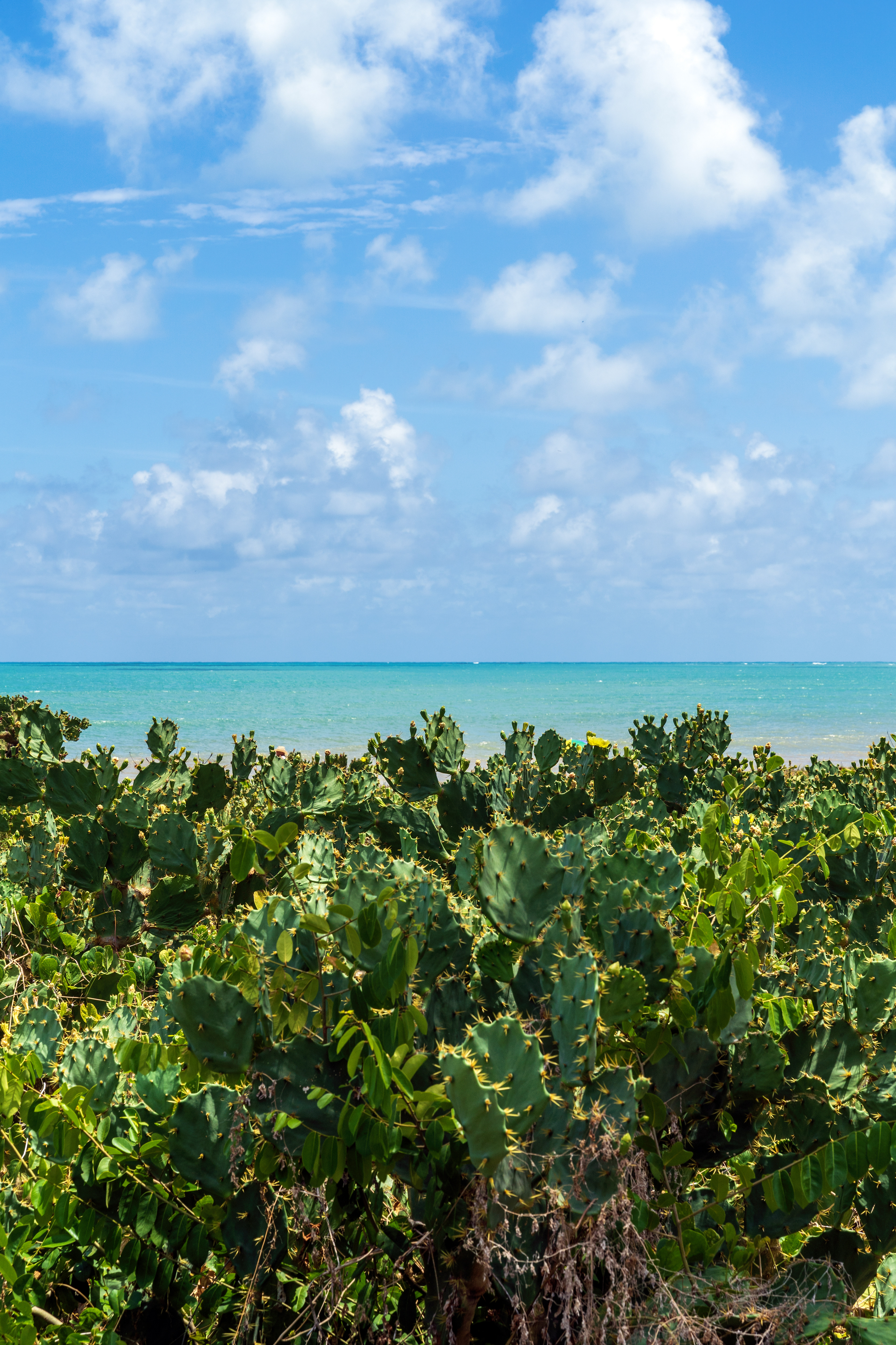 Green caquito plants with thorns with beach background_03