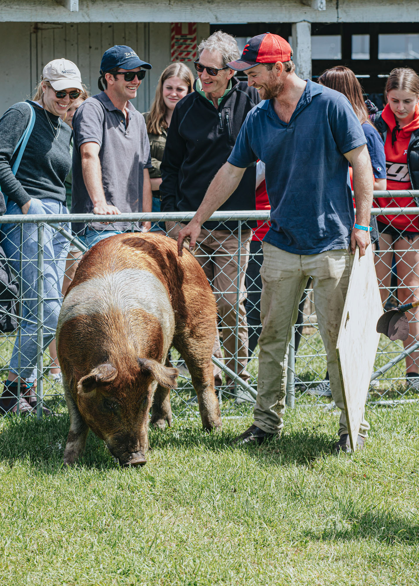 Hawke's Bay A&P Show - Pig judging