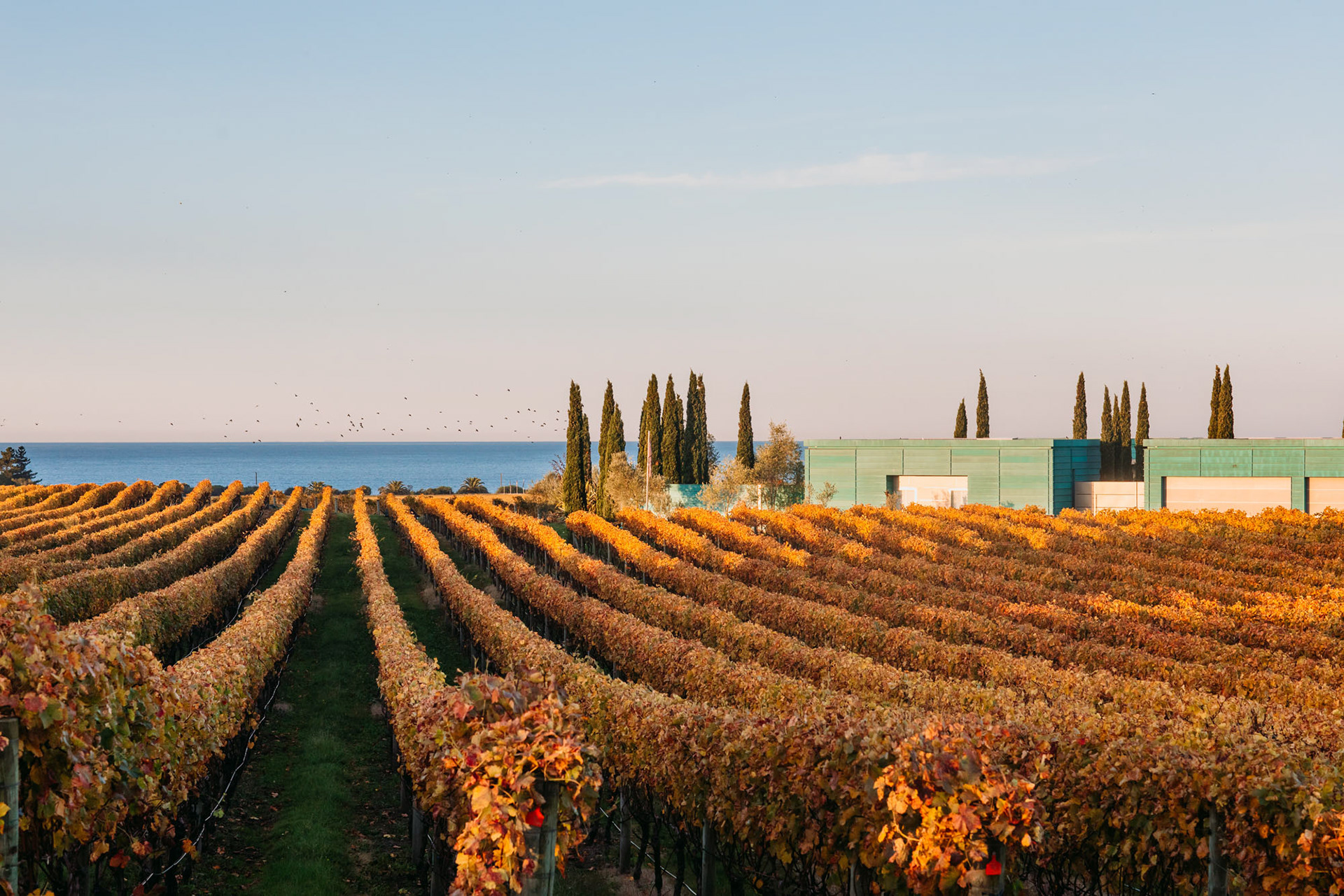 Autumn colour in Elephant Hill vineyard