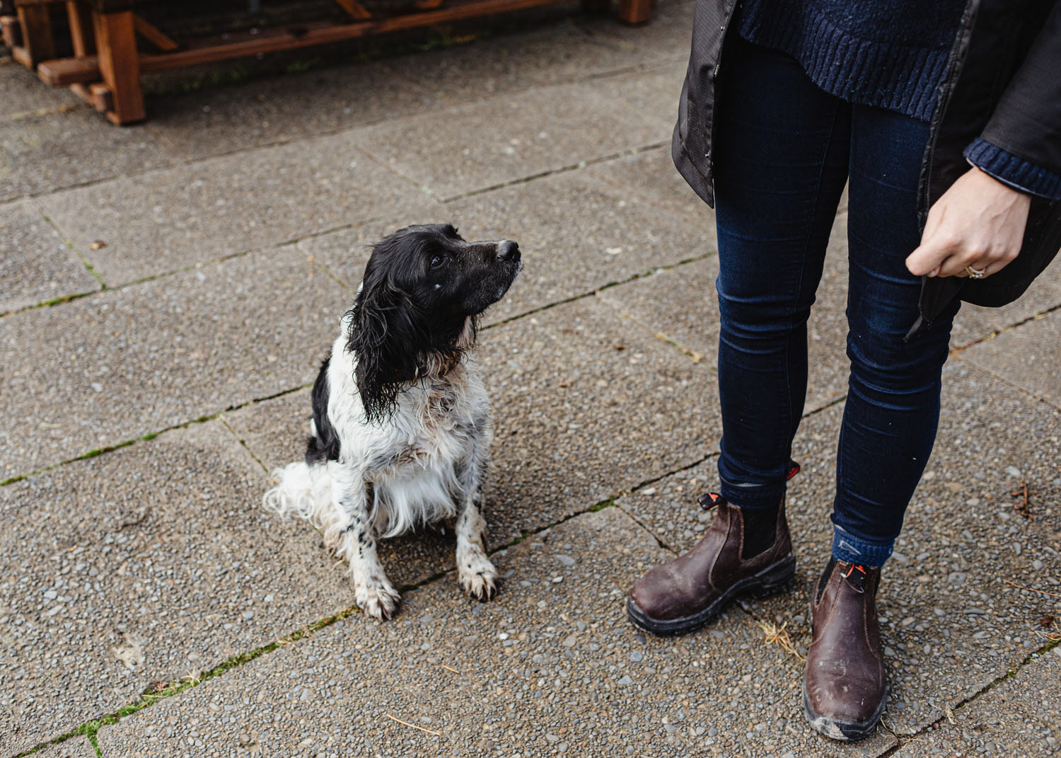 Ready to sniff out truffles, Jim is Wallingford Homestead's truffle hunter