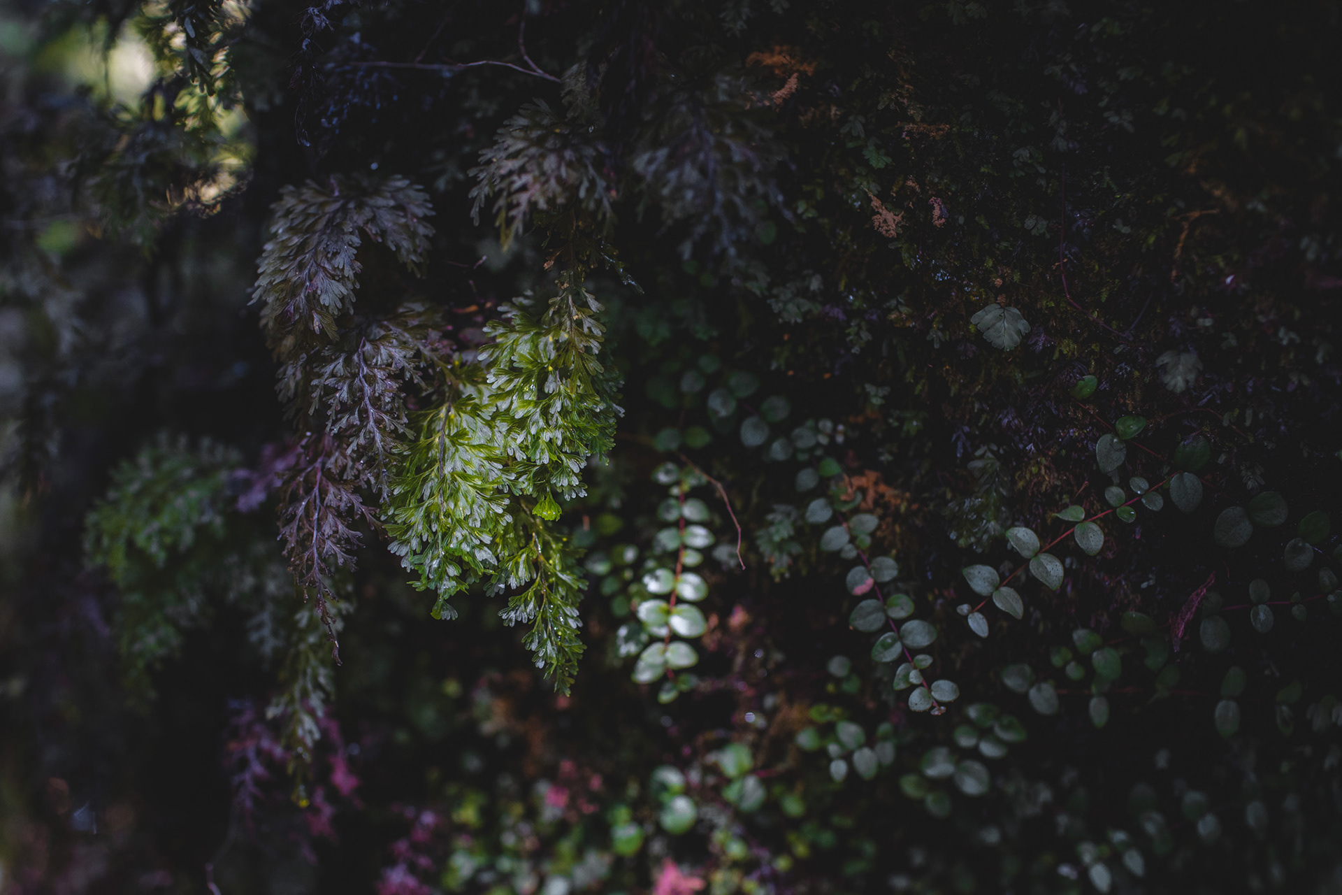 Some of the beautiful flora along the Swamp Forest Walk at Ship Creek