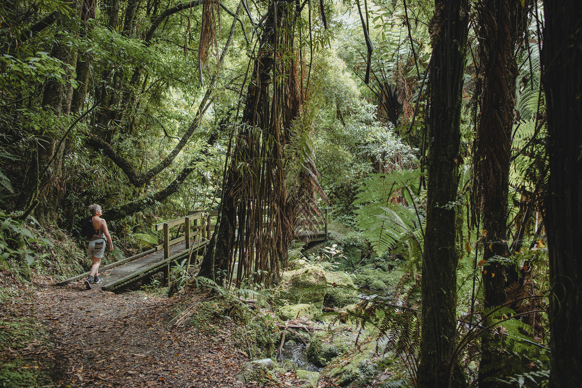 Walking the native bush track out to Shine Falls