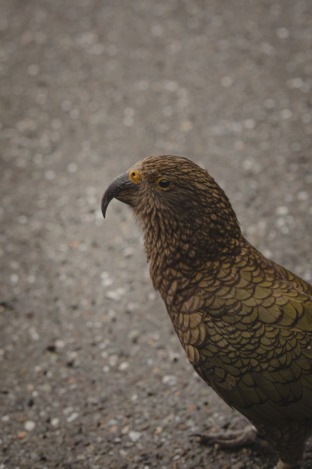 A beautiful Kea