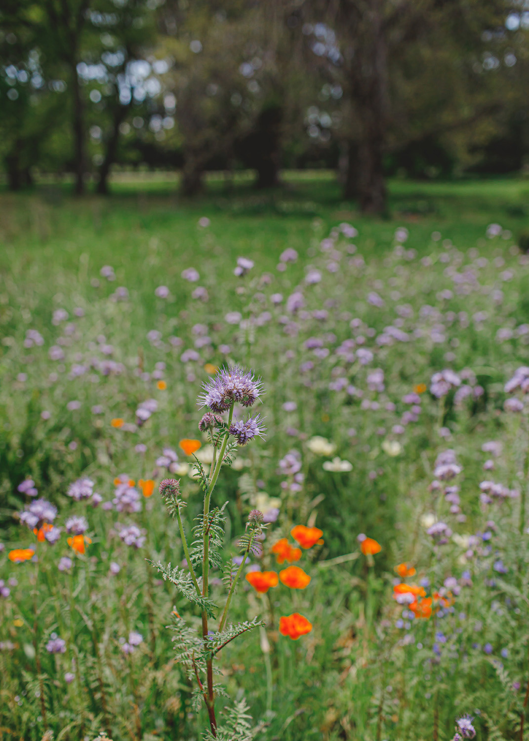 Wildflowers