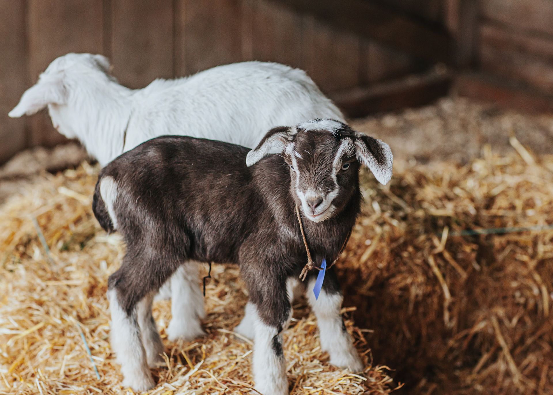 Baby goats at the Petting Zoo