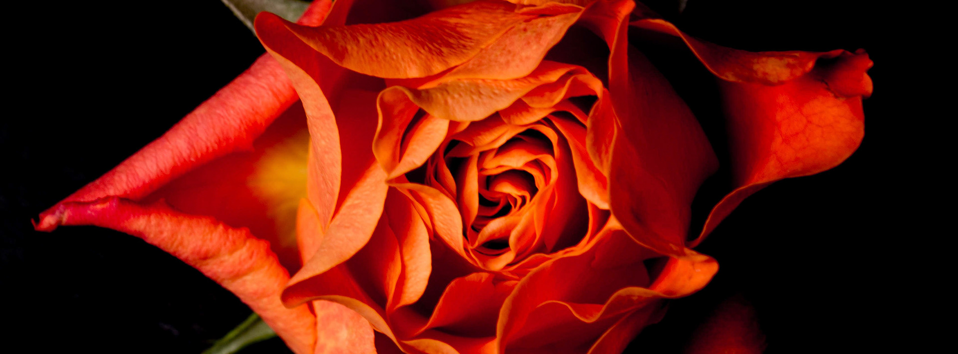 Rose star