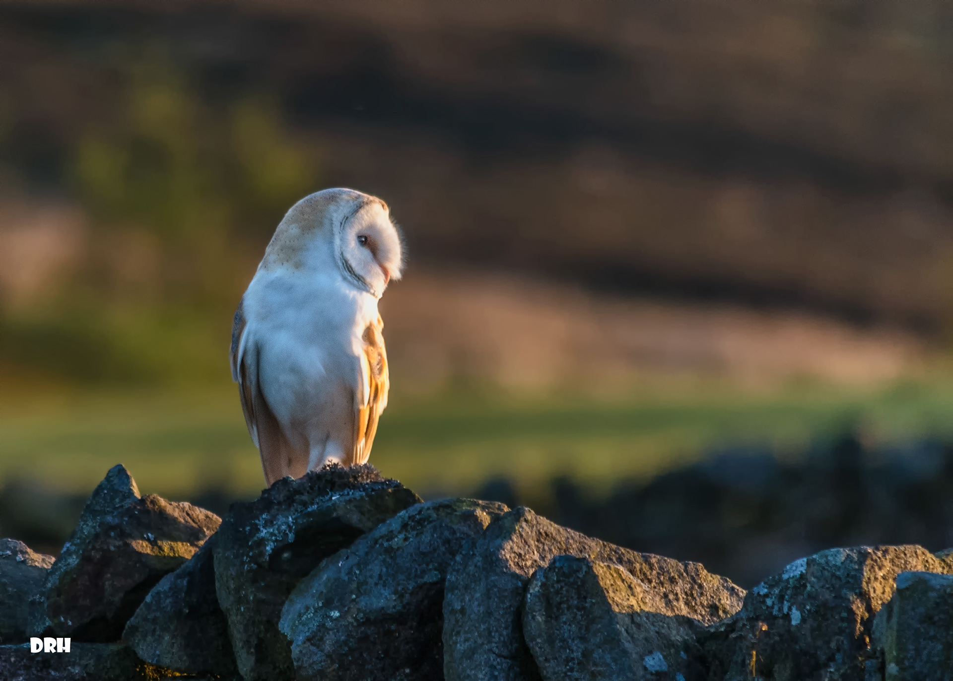 Upper Barn Male