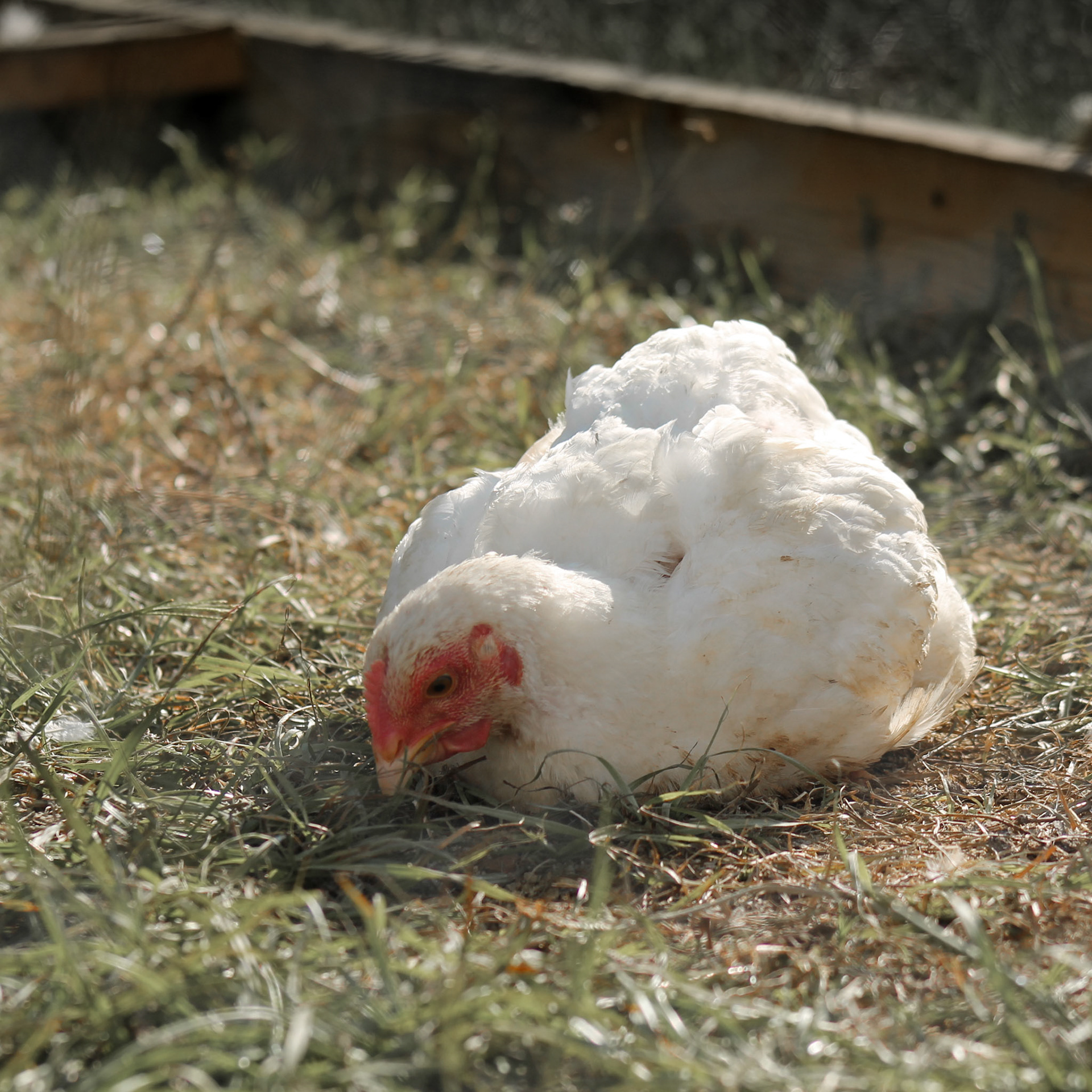 Golden Hour Chicken Dinner Time