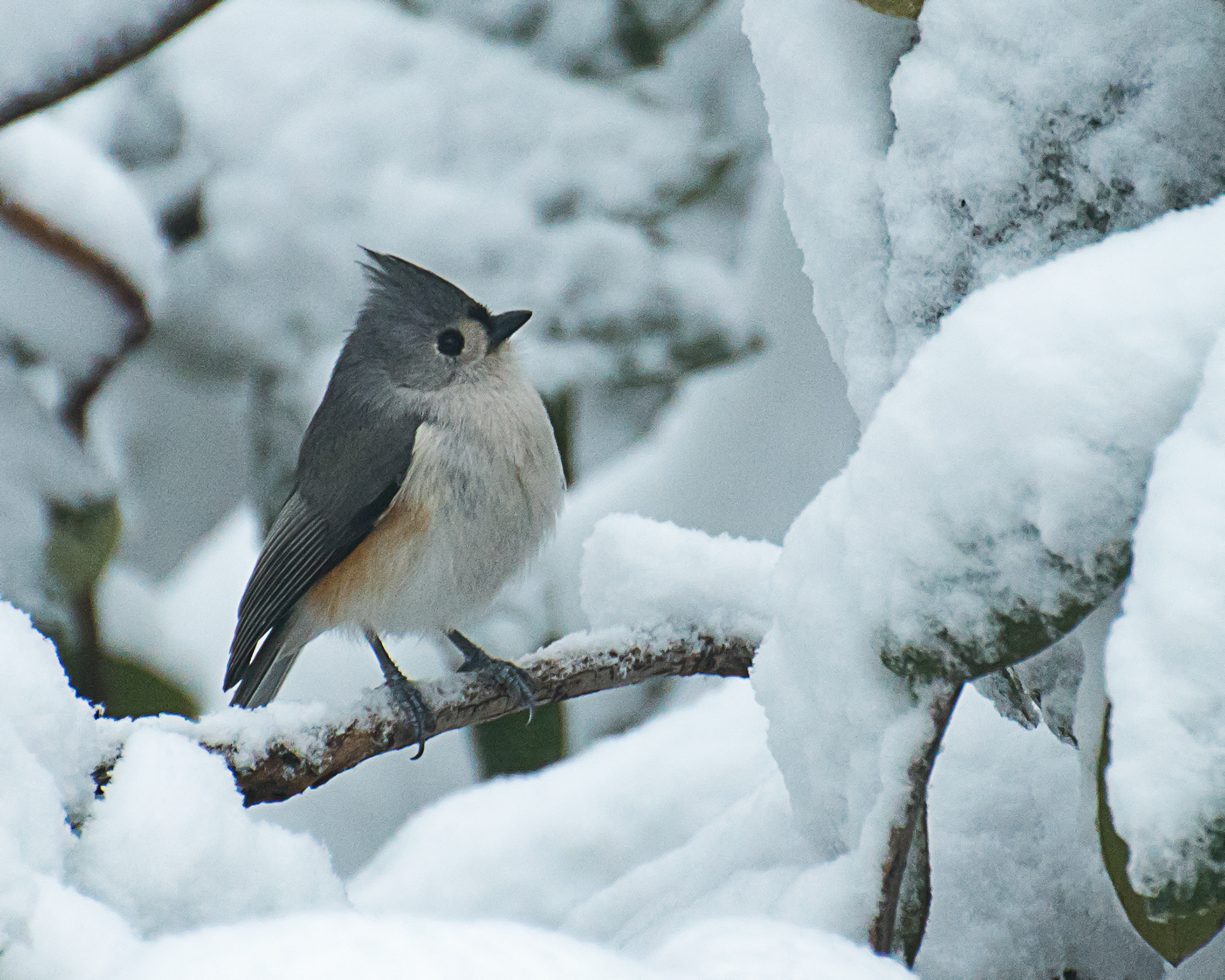 Photography by Elaine Johnston Schuch