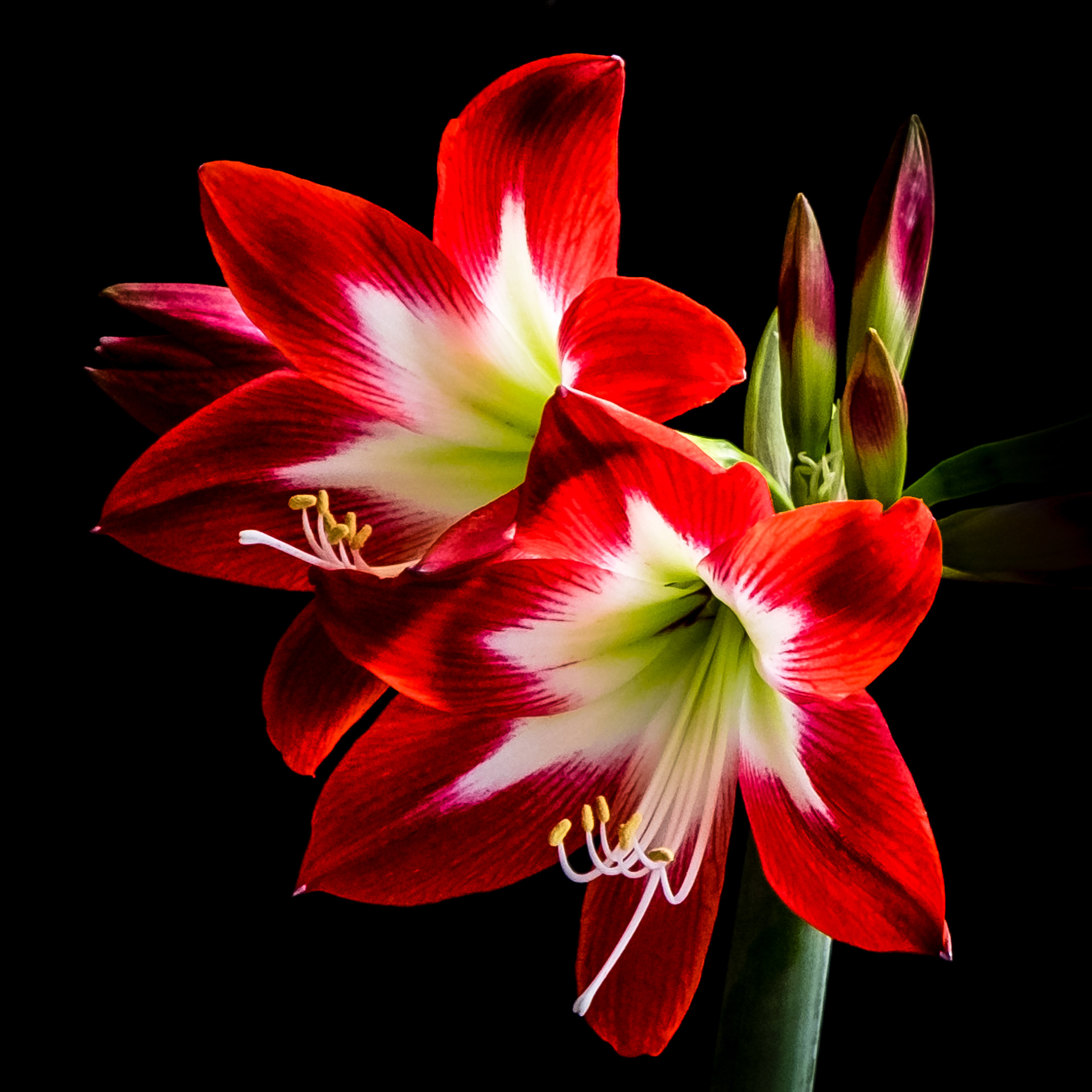 Photography by Elaine Johnston Schuch