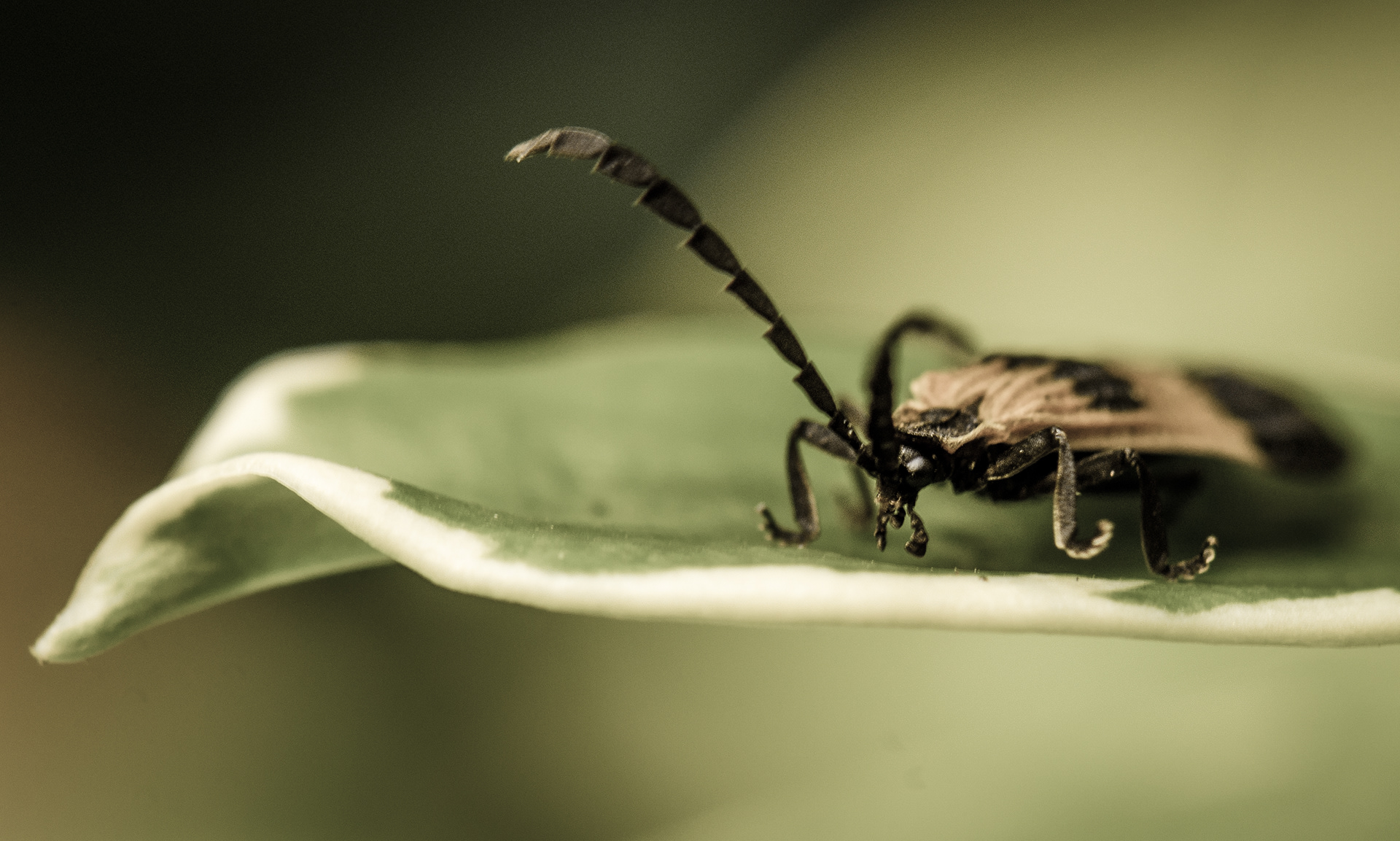 Photography by Elaine Johnston Schuch