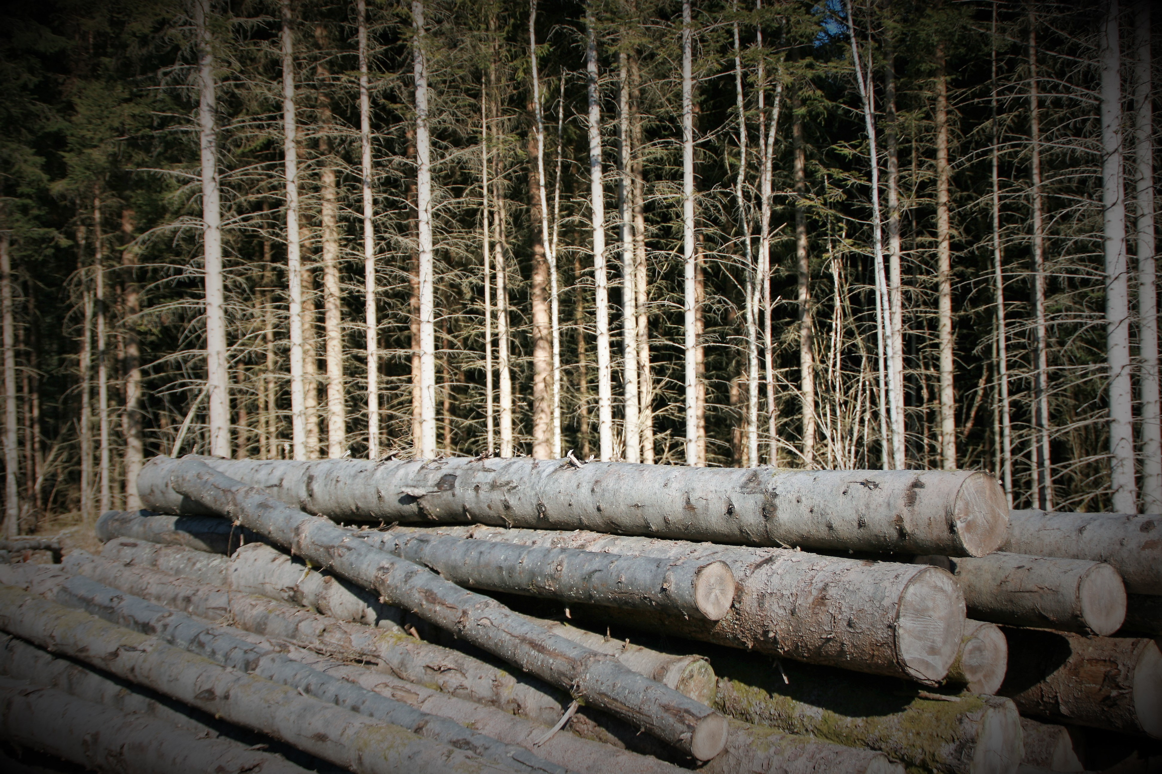 Noko av tømmeret blir køyrt rett ned på vårt eige sagbruk i FATLANDSKOGEN.
