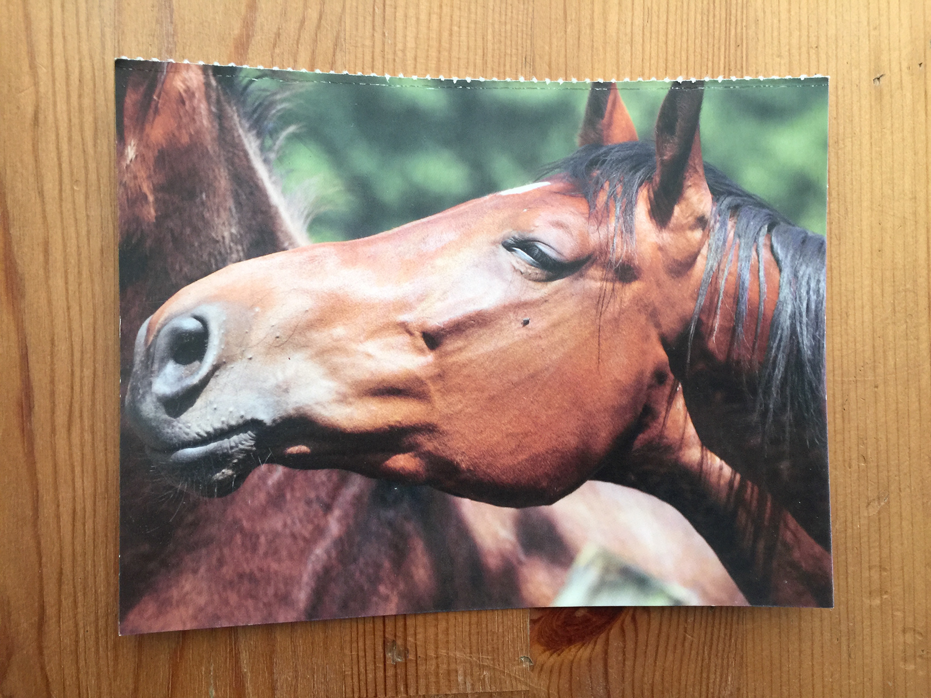 CARTE POSTALE 100 CHEVAUX 53 - Prix 0,50 €