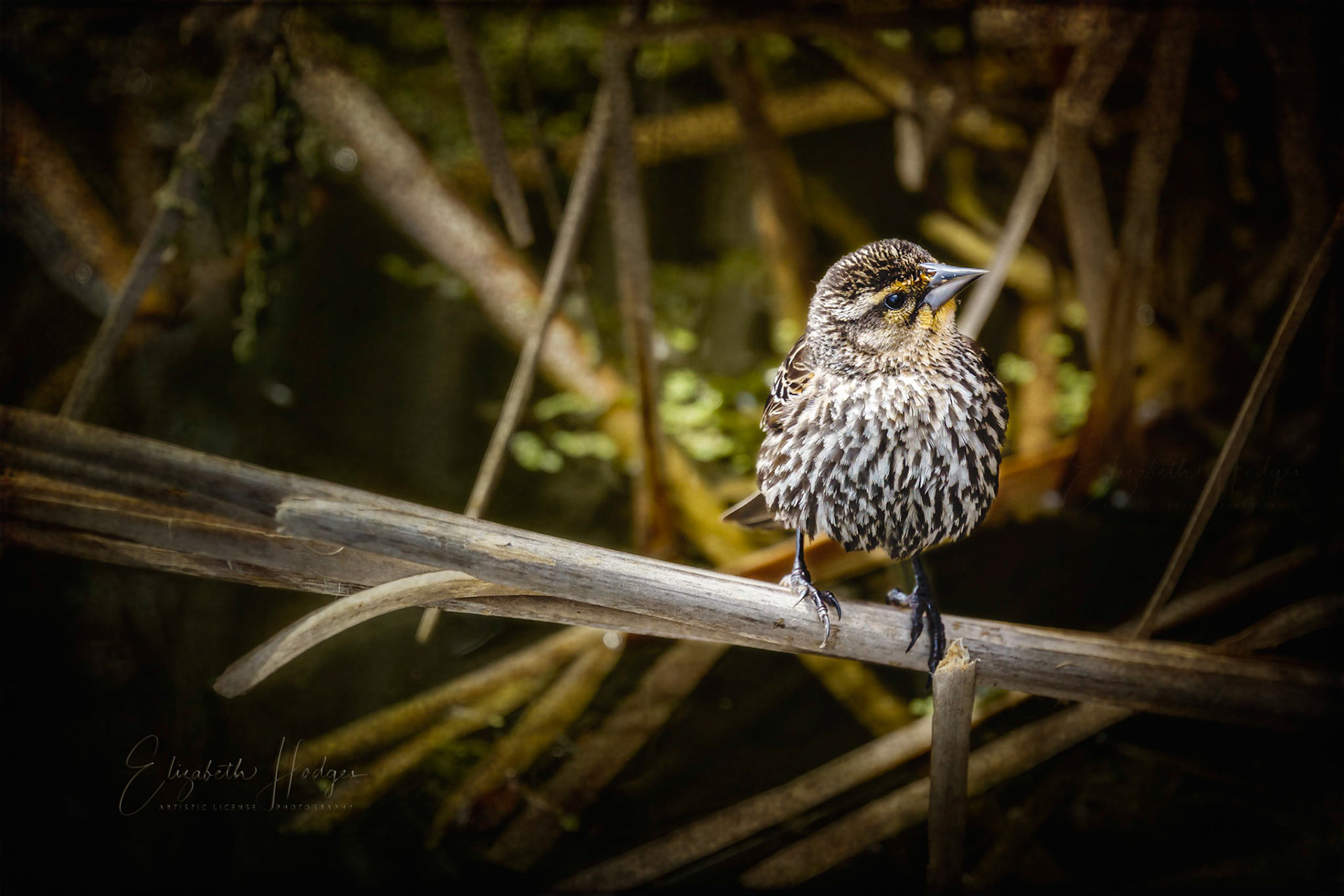 Female Red-Wing Blackbird