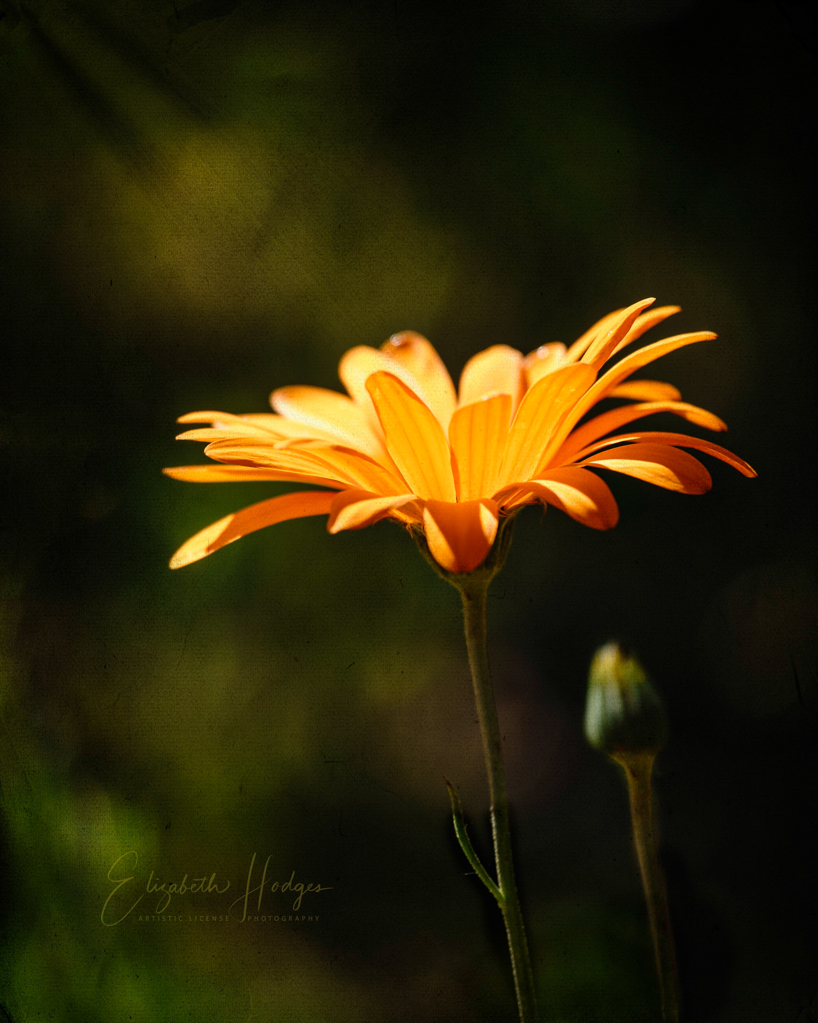 African Daisy