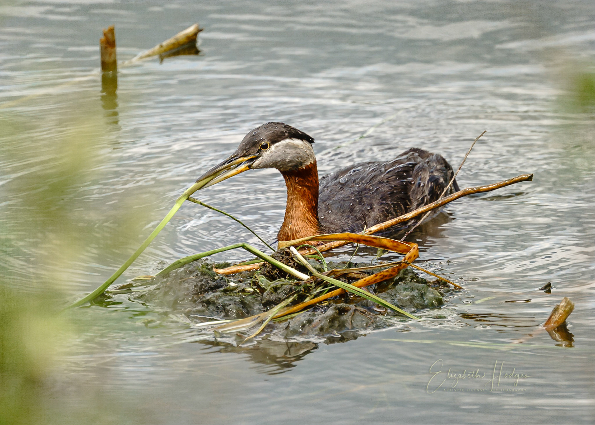 Heavy rains caused this Grebe to rebuild its nest a couple of times.