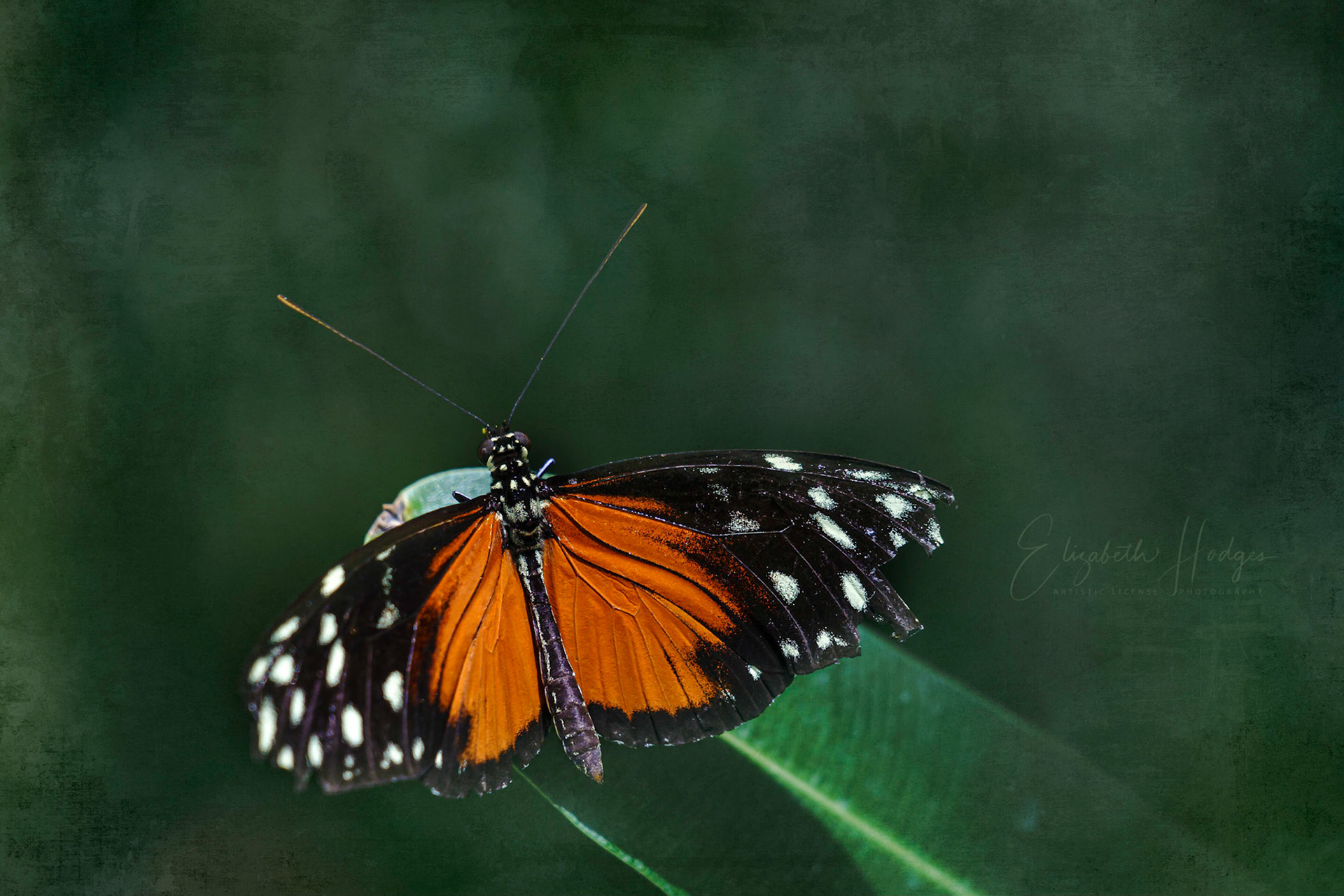 Tiger Longwing