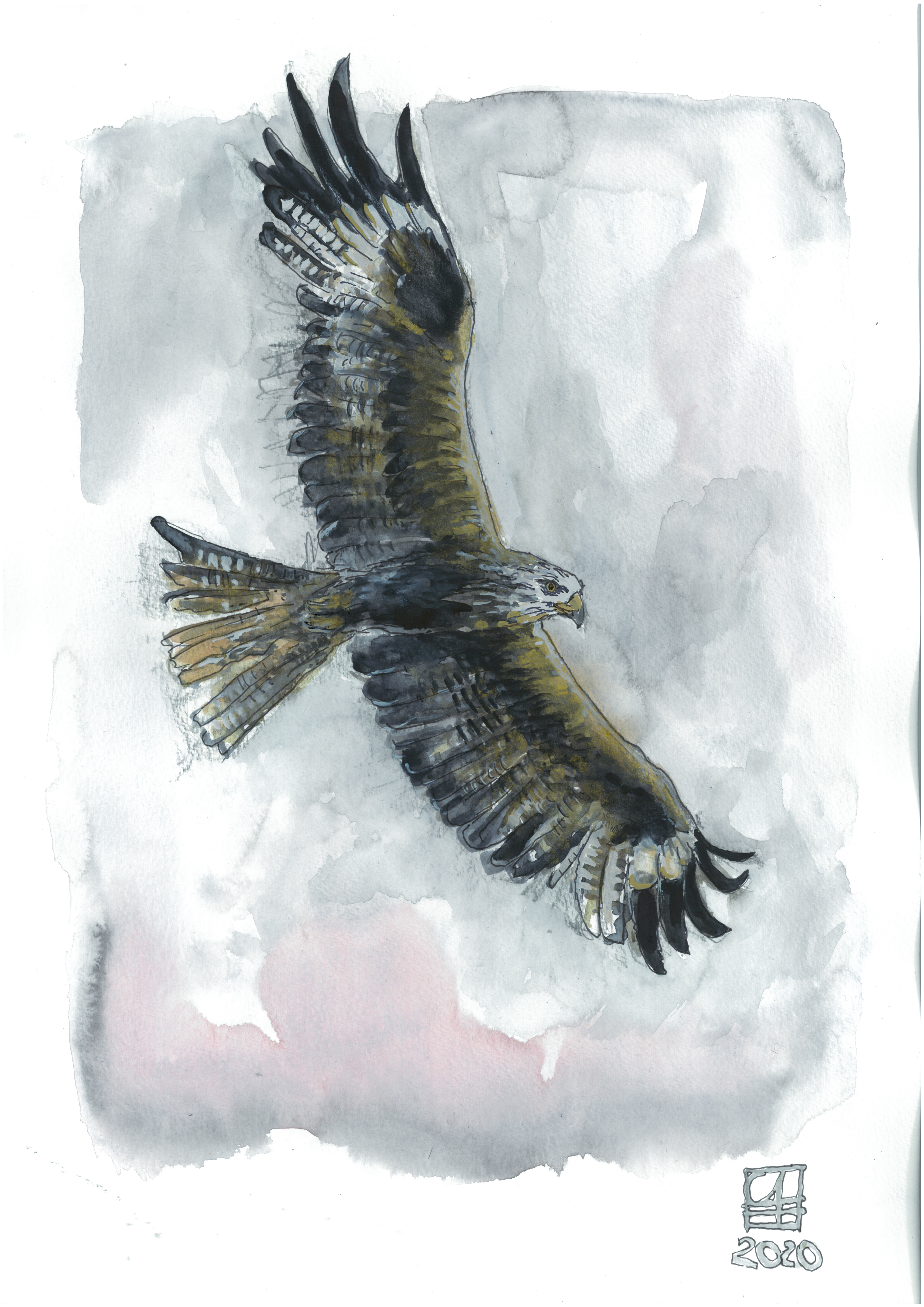 Rotmilan (30x42) 120.-
