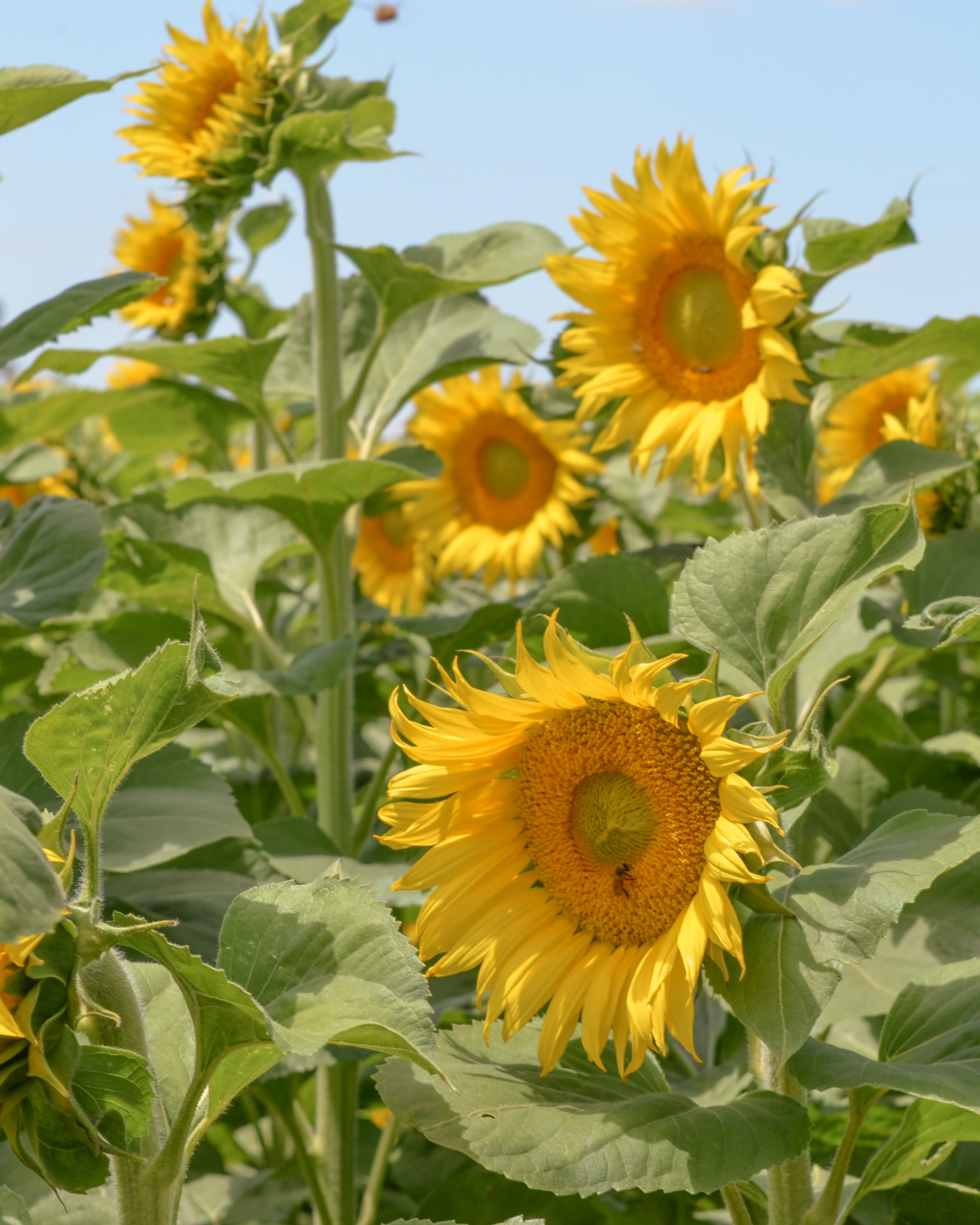 Breanna de Vera - Dixon Sunflower Field