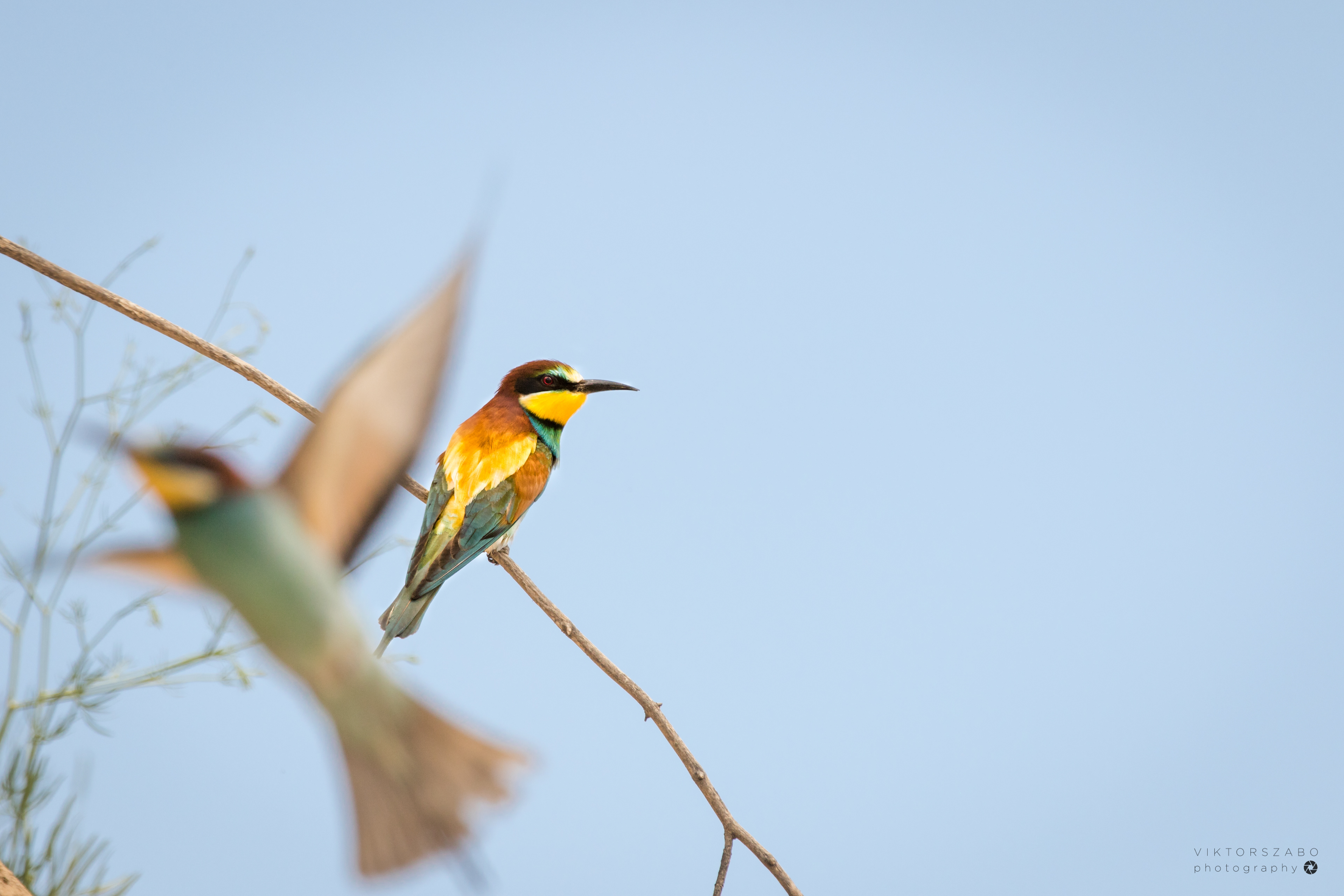 EUROPEAN BEE-EATER/MEROPS APIASTER, SLOVAKIA