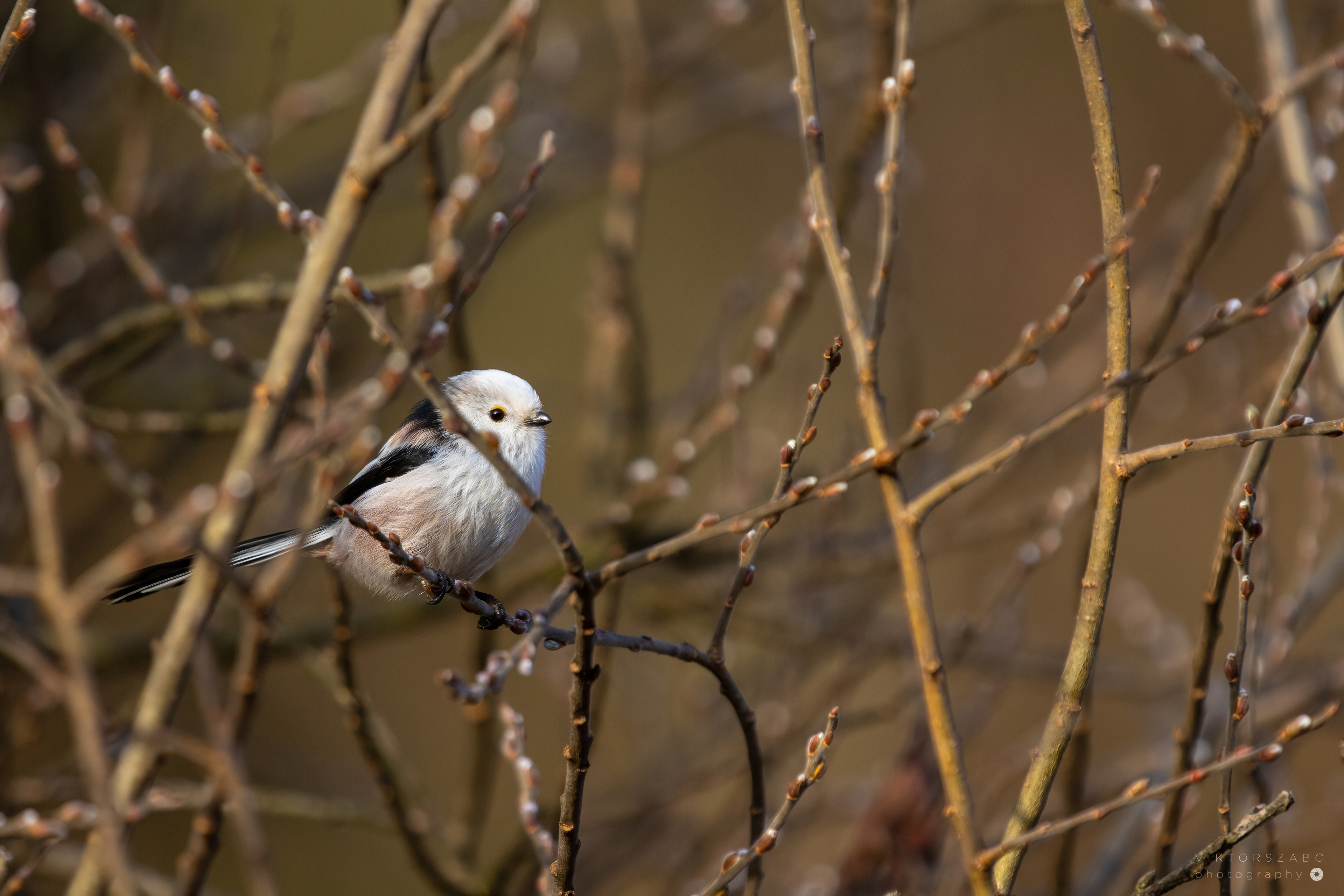 LONG-TAILED TIT/AEGITHALOS CAUDATUS, SLOVAKIA