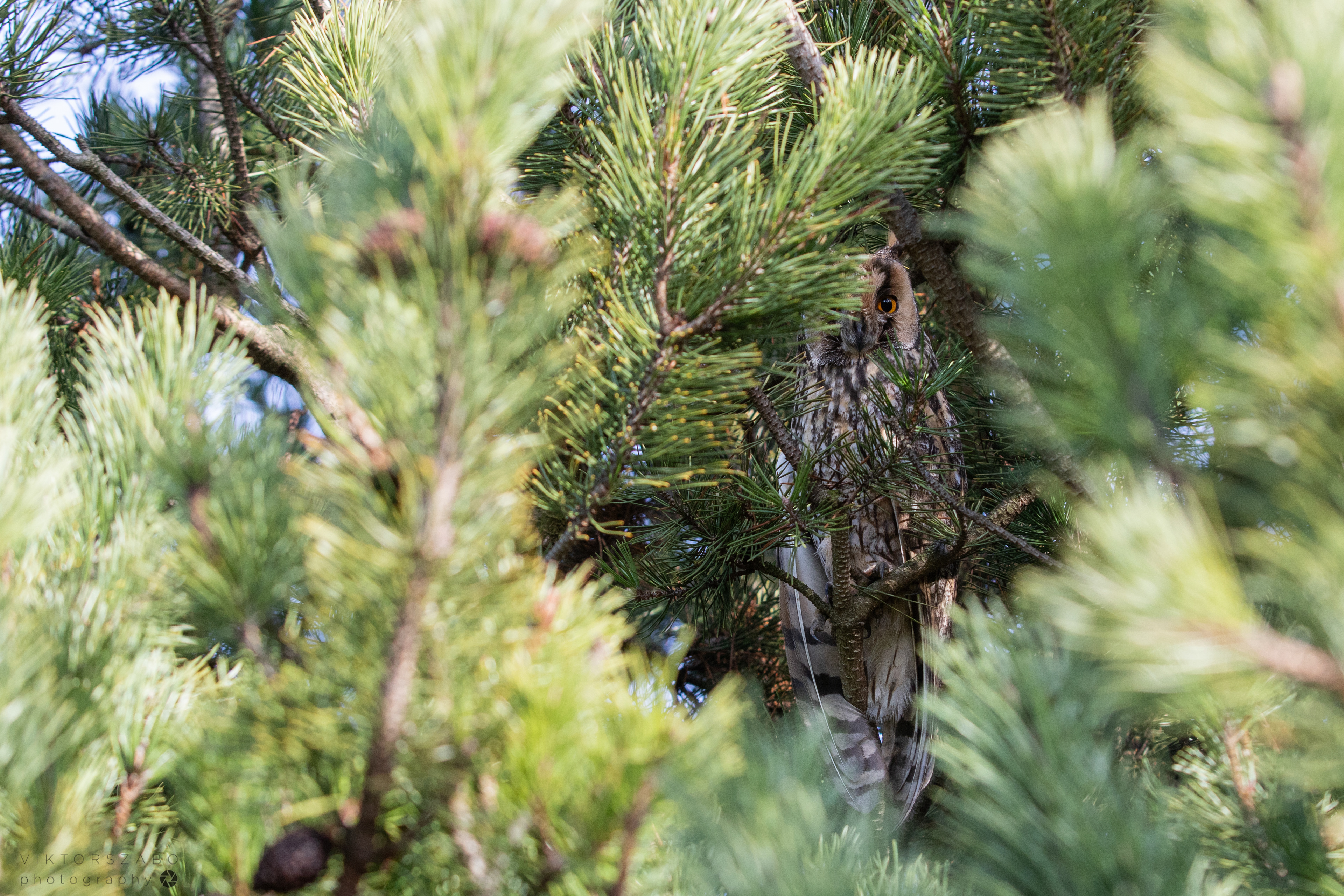 LONG-EARED OWL/ASIO OTUS, SLOVAKIA