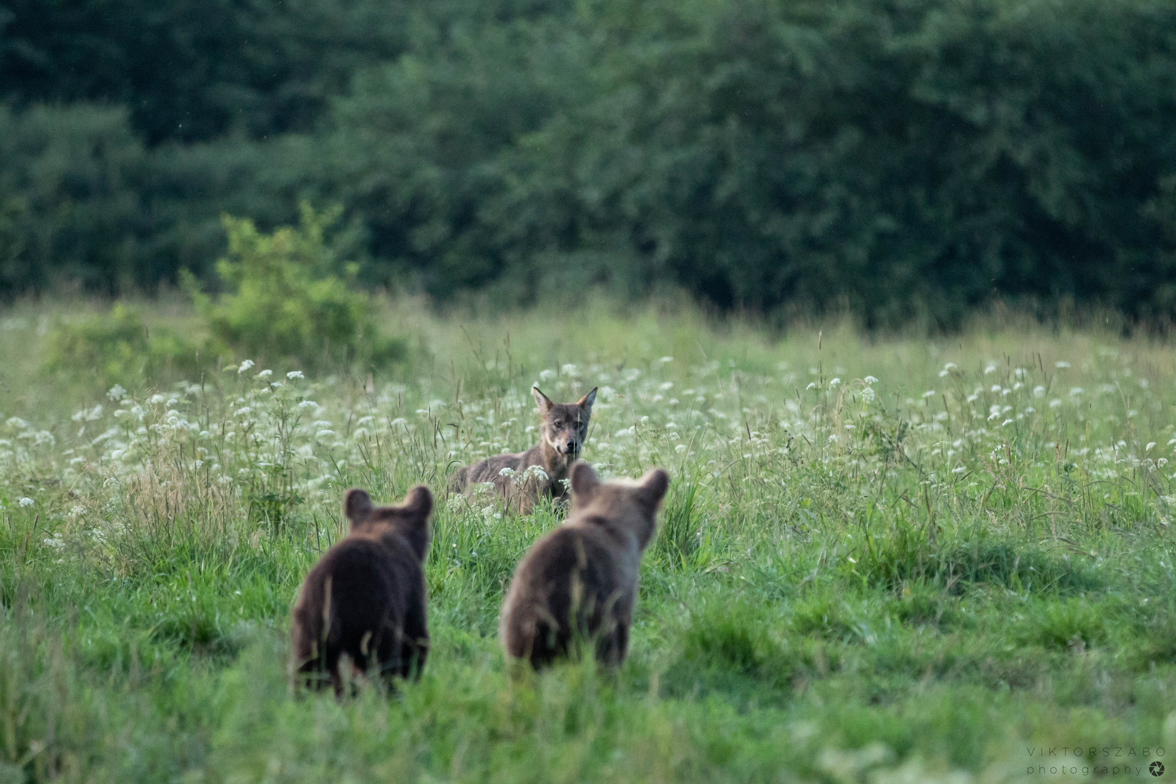 GREY WOLF/CANIS LUPUS AND BROWN BEAR/URSUS ARCTOS, POLAND