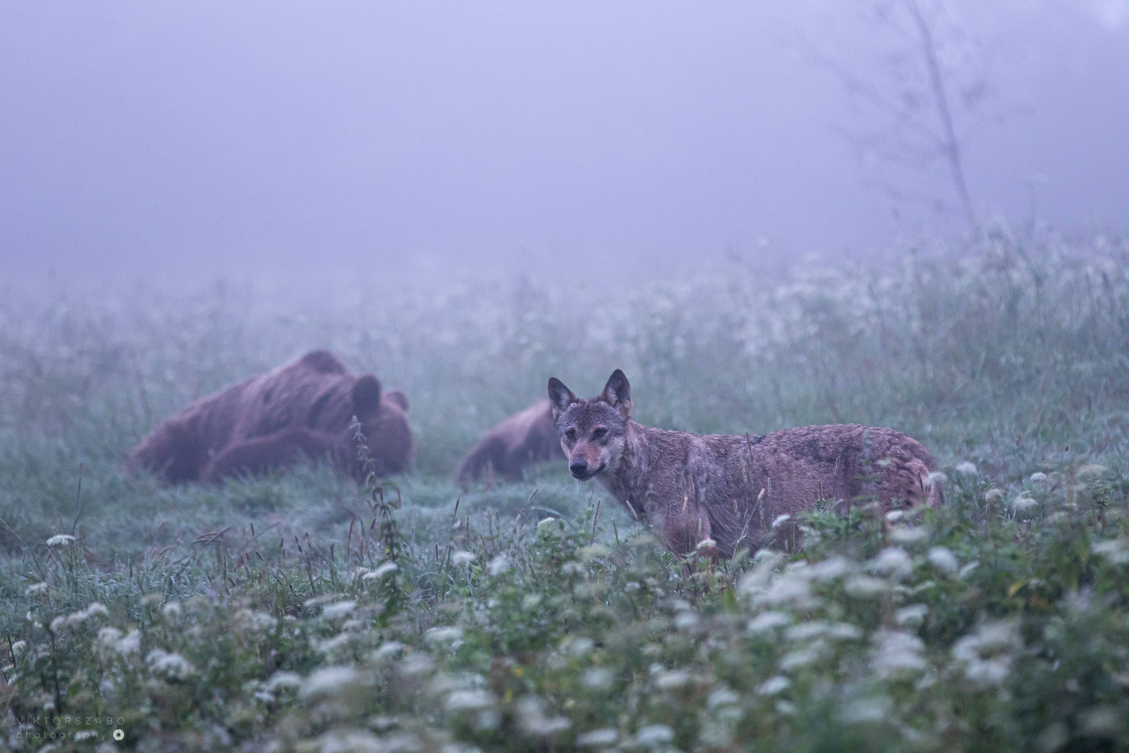 GREY WOLF/CANIS LUPUS AND BROWN BEAR/URSUS ARCTOS, POLAND