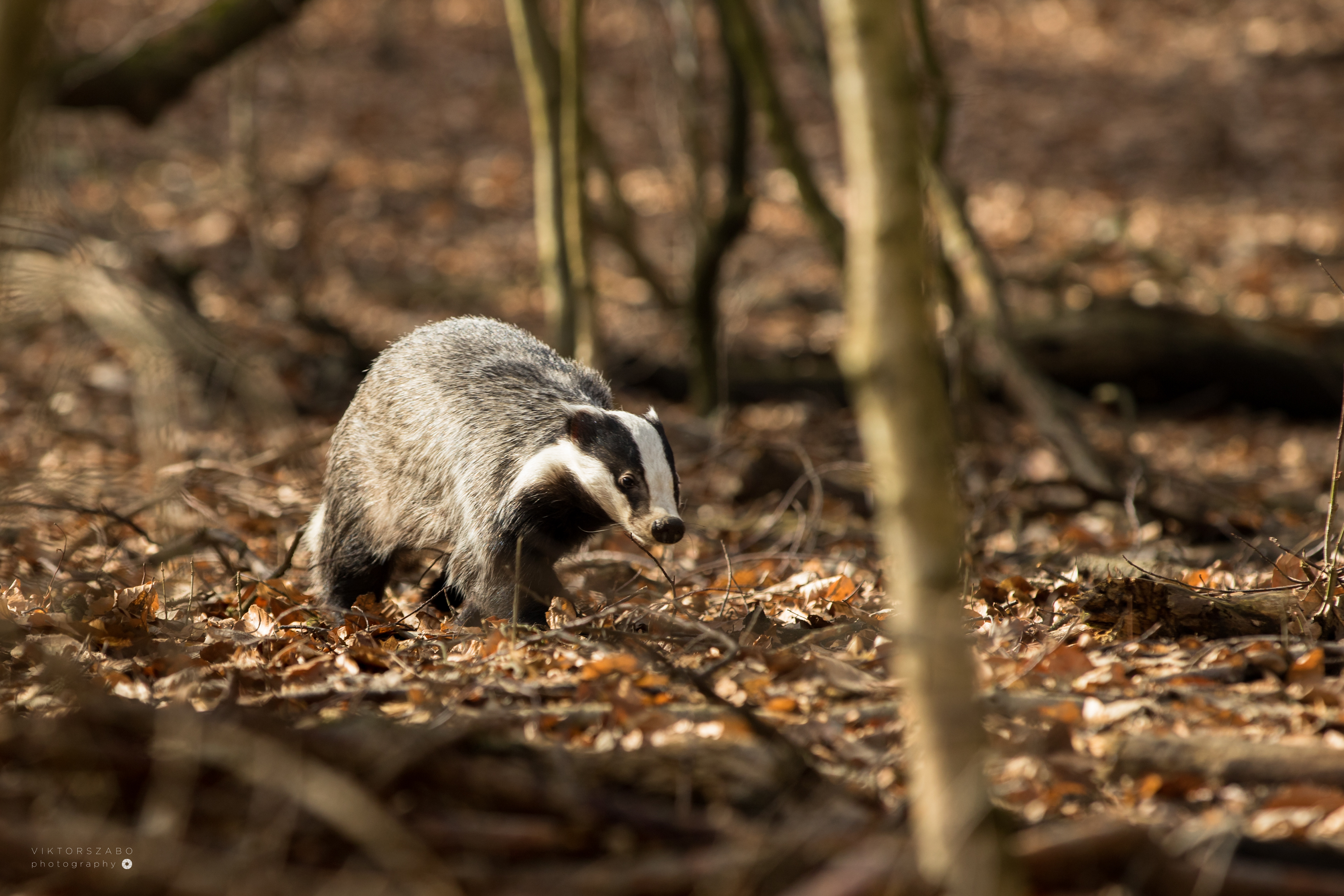 EUROPEAN BADGER/MELES MELES, SLOVAKIA