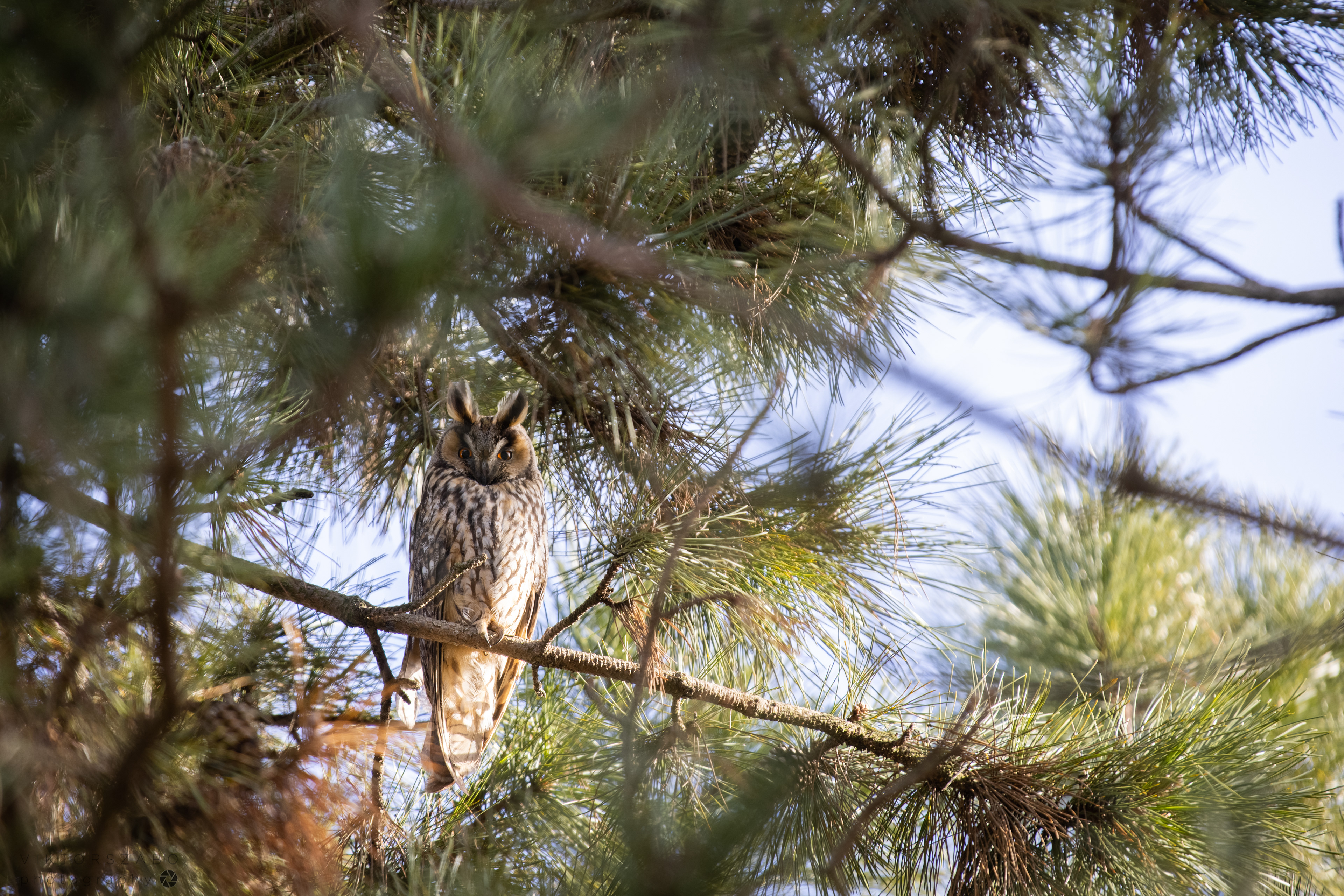 LONG-EARED OWL/ASIO OTUS, SLOVAKIA