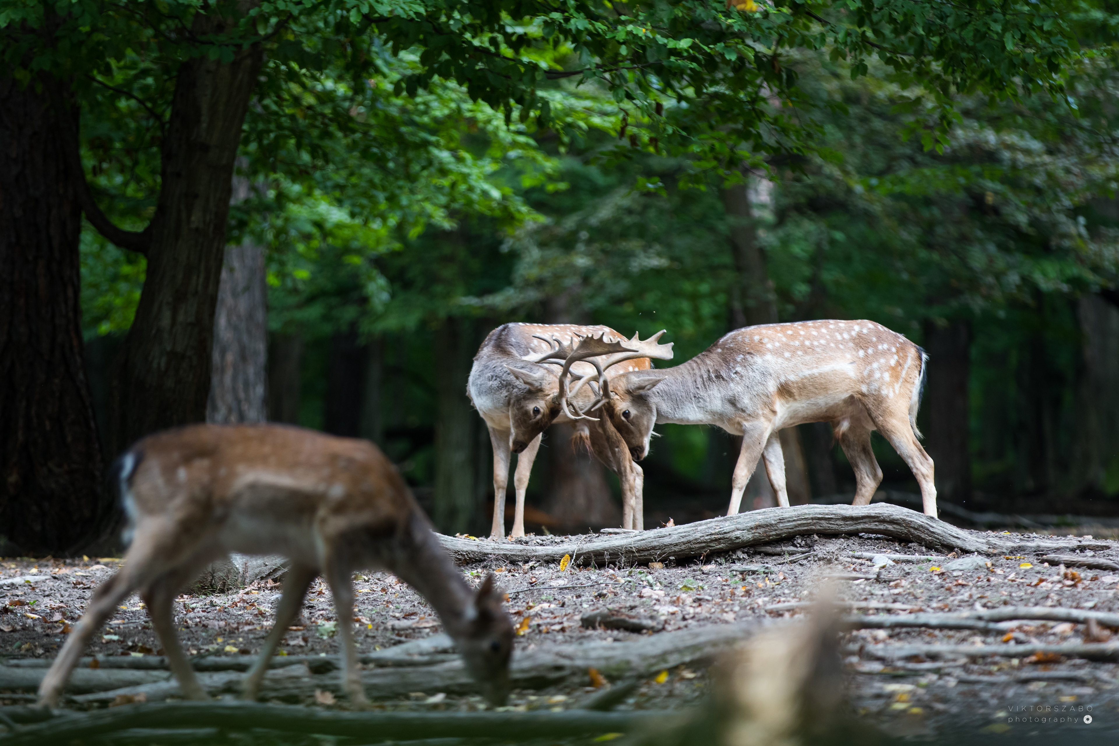 FALLOW DEER/DAMA DAMA, SLOVAKIA
