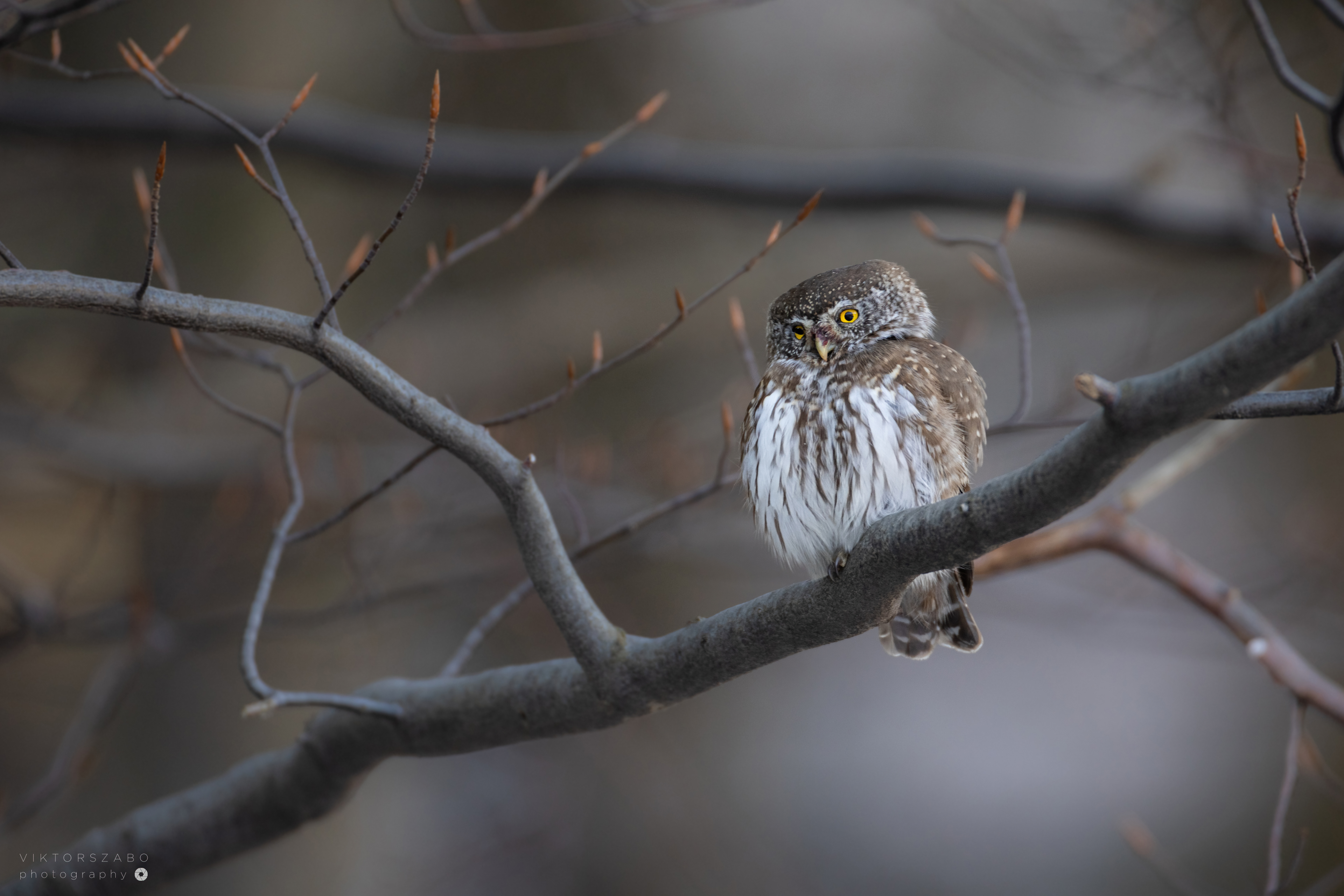 EURASIAN PYGMY OWL/GLAUCIDIUM PASSERINUM, SLOVAKIA