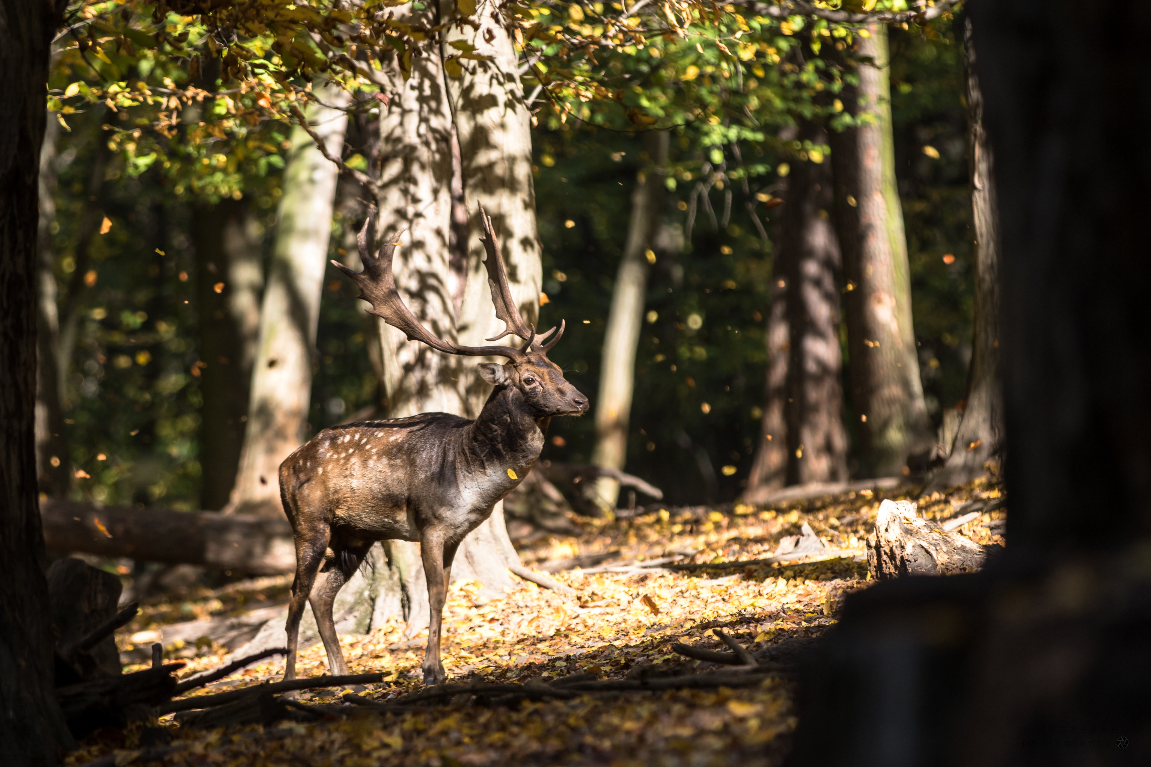 FALLOW DEER/DAMA DAMA, SLOVAKIA