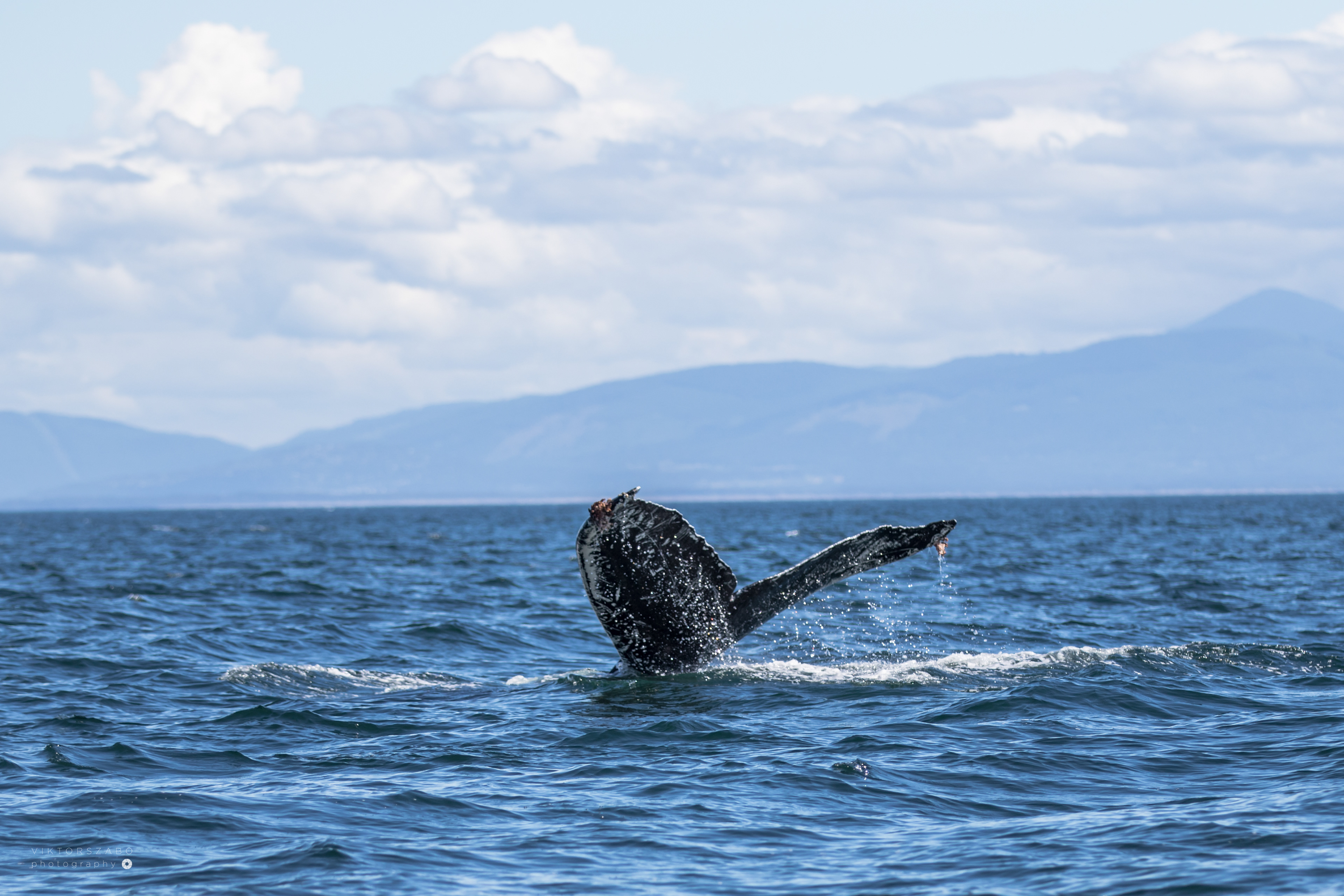 HUMPBACK WHALE/MEGAPTERA NOVAEANGLIAE, CANADA