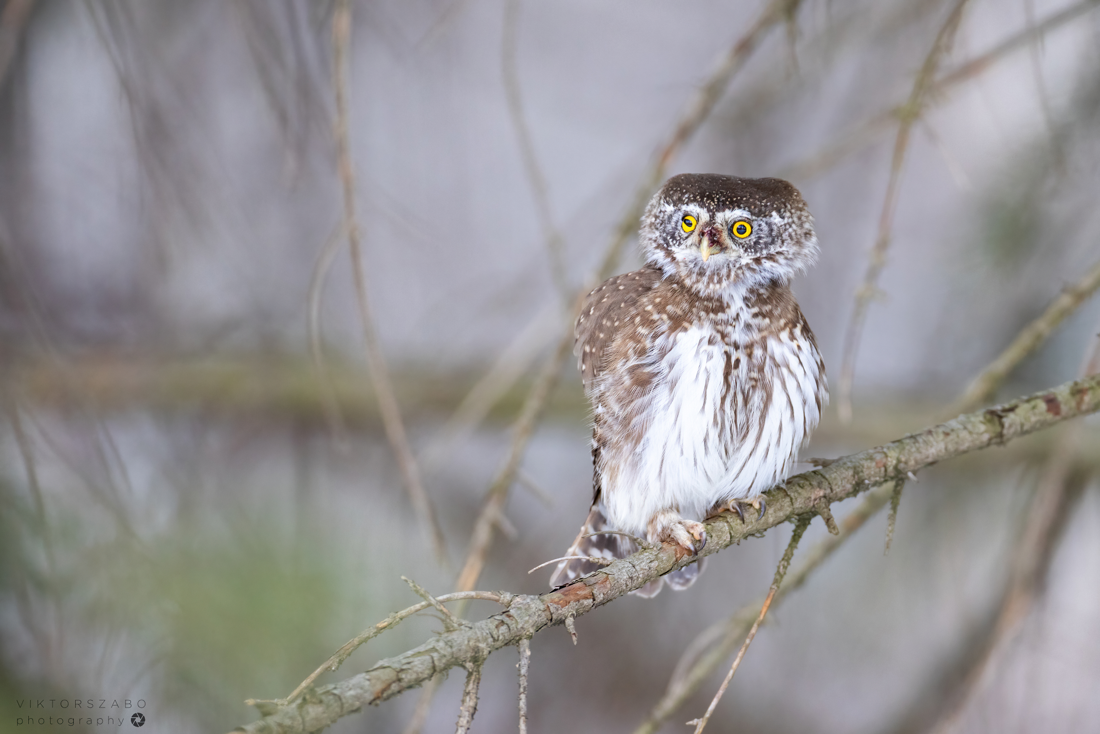 EURASIAN PYGMY OWL/GLAUCIDIUM PASSERINUM, SLOVAKIA