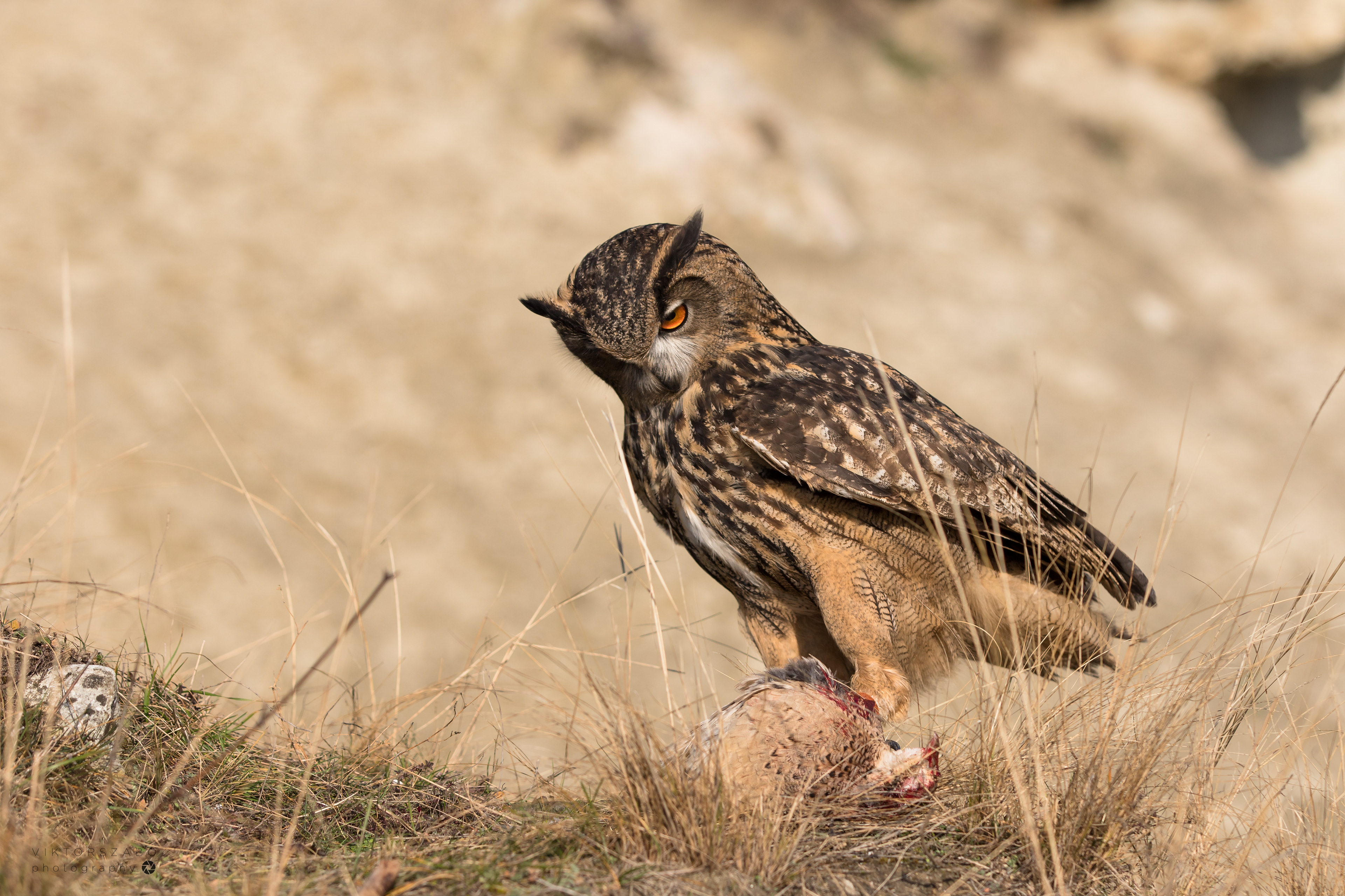 EUROASIAN EAGLE-OWL/BUBO BUBO, SLOVAKIA