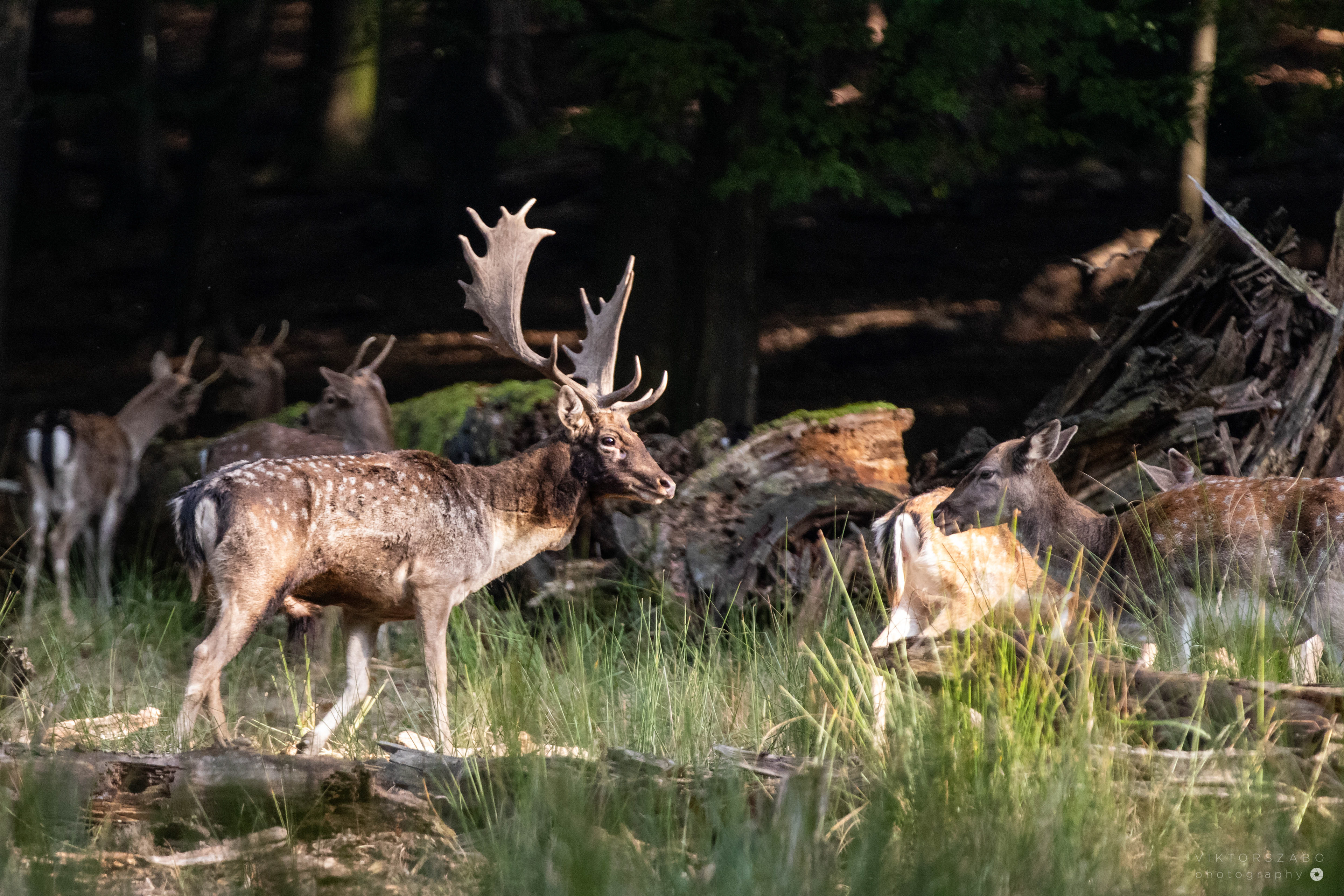 FALLOW DEER/DAMA DAMA, SLOVAKIA